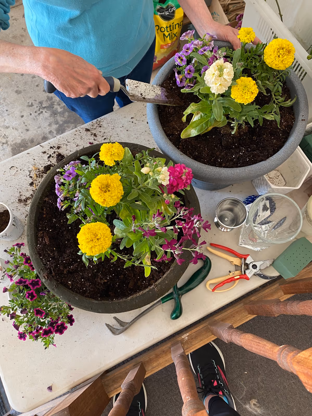 Person pots flowering plants in large pots with garden tools on a table.