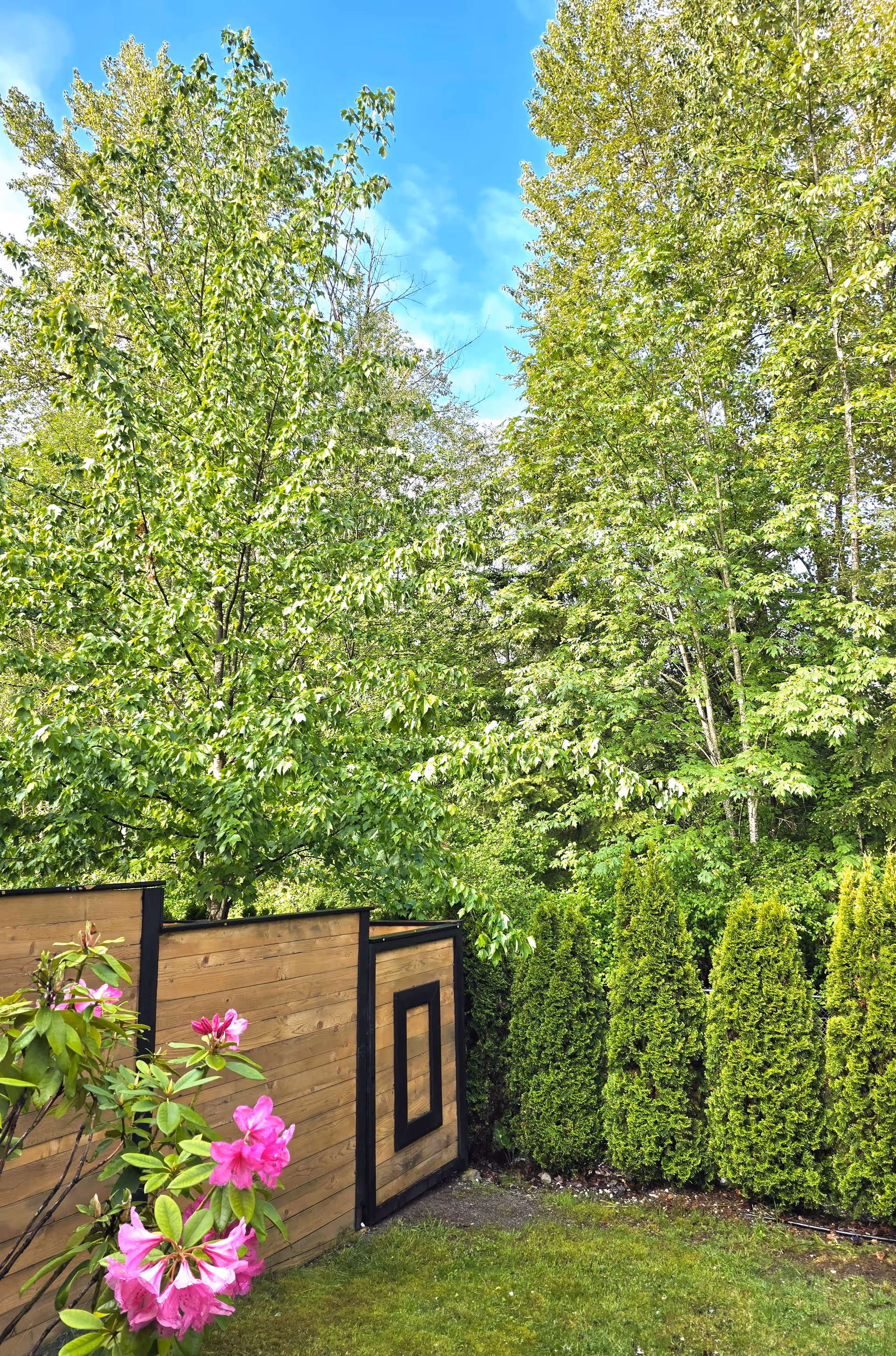 Backyard garden with wooden privacy fence, tall green trees, and pink flowering shrubs.