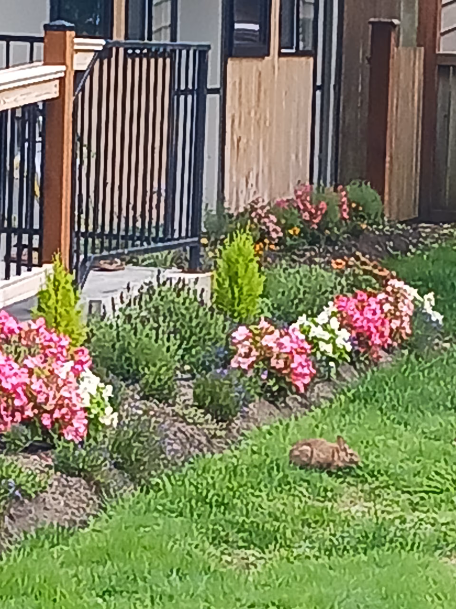 Exterior view of a flower-filled front yard beside a building, with a small animal.
