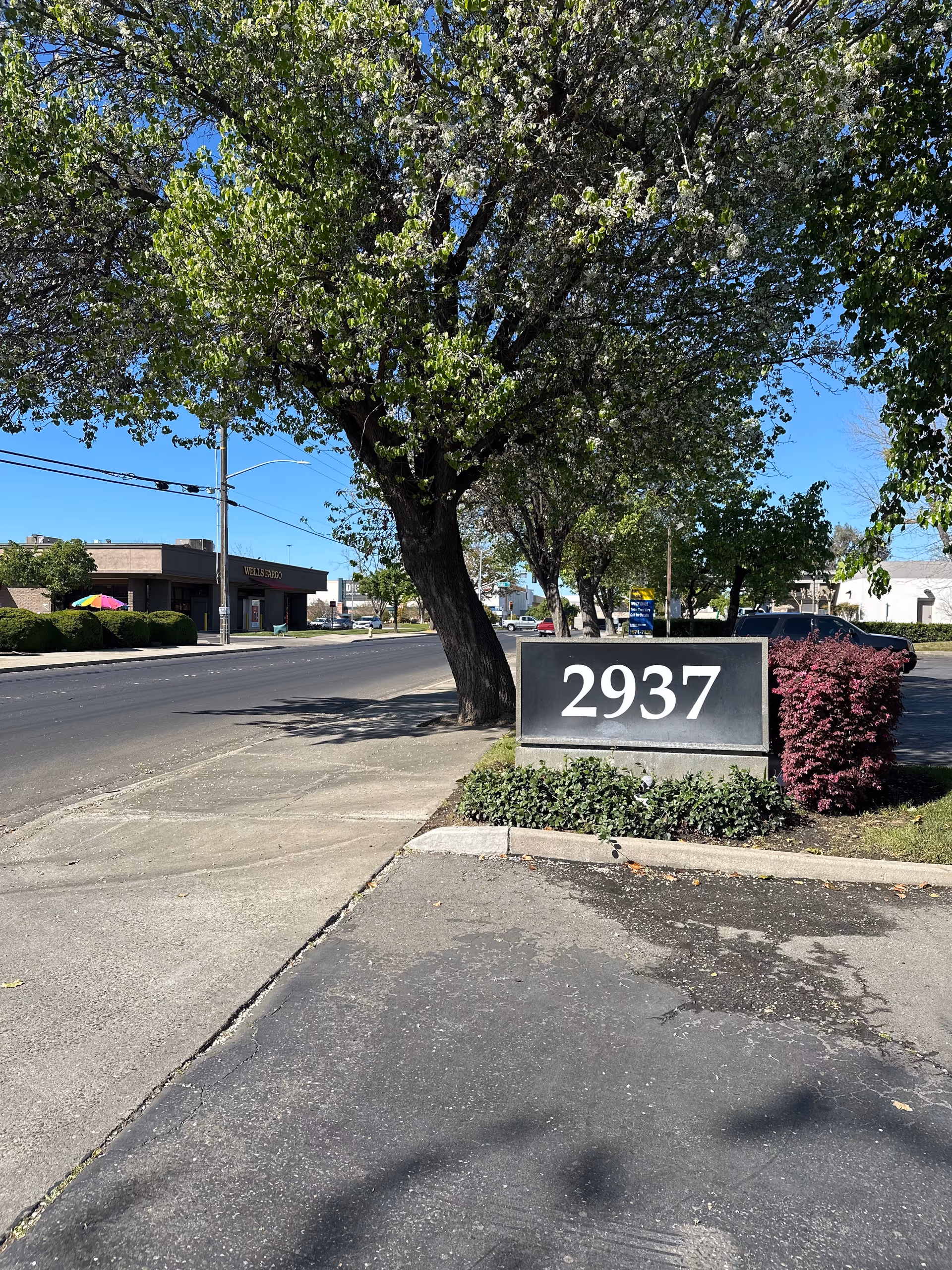 Wide street view with a large tree beside a curb and a 2937 address sign.