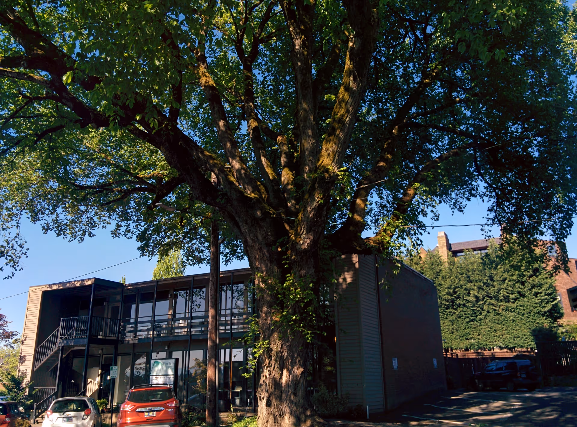Large tree dominates foreground beside the Seasons Living exterior with parked cars.