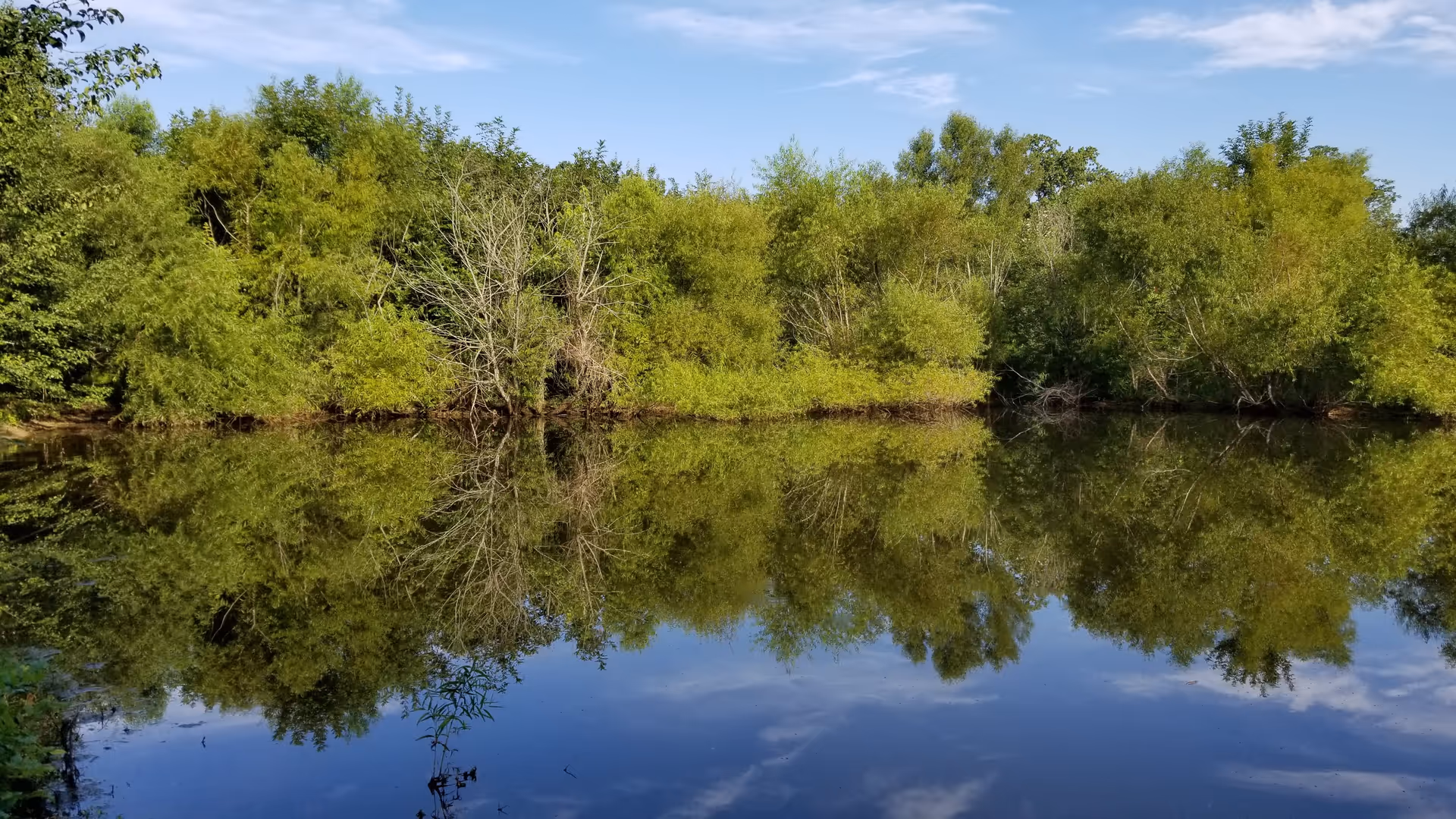 Trees and shrubs reflected in a calm pond beneath a blue sky.