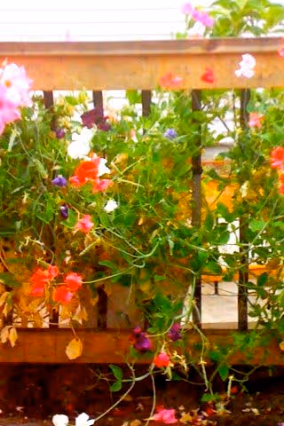 Colorful flowering plants draping over a wooden deck railing.