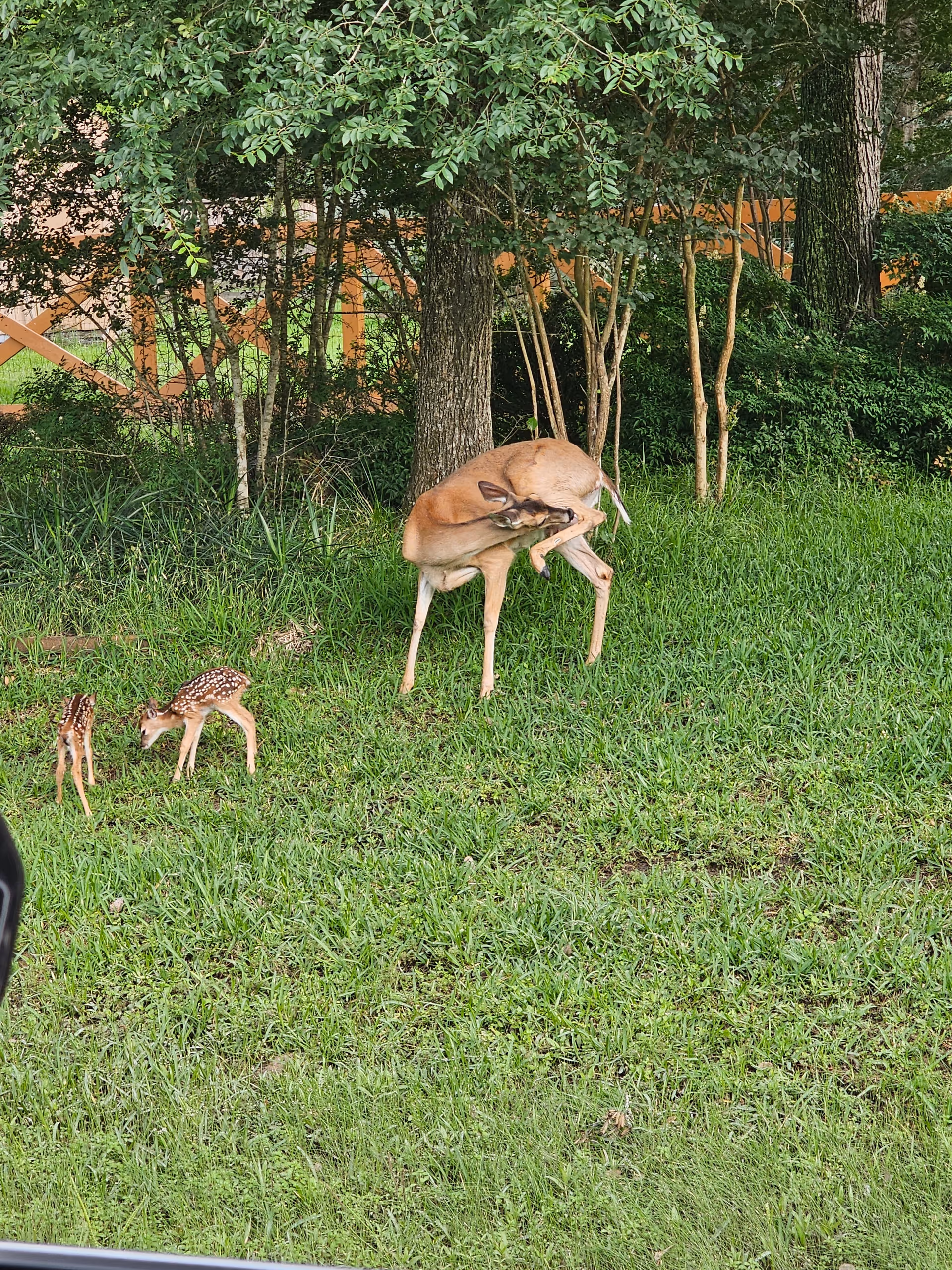 A deer scratching itself with its hind leg on a grassy area near some trees and bushes, with two small fawns nearby also on the grass.