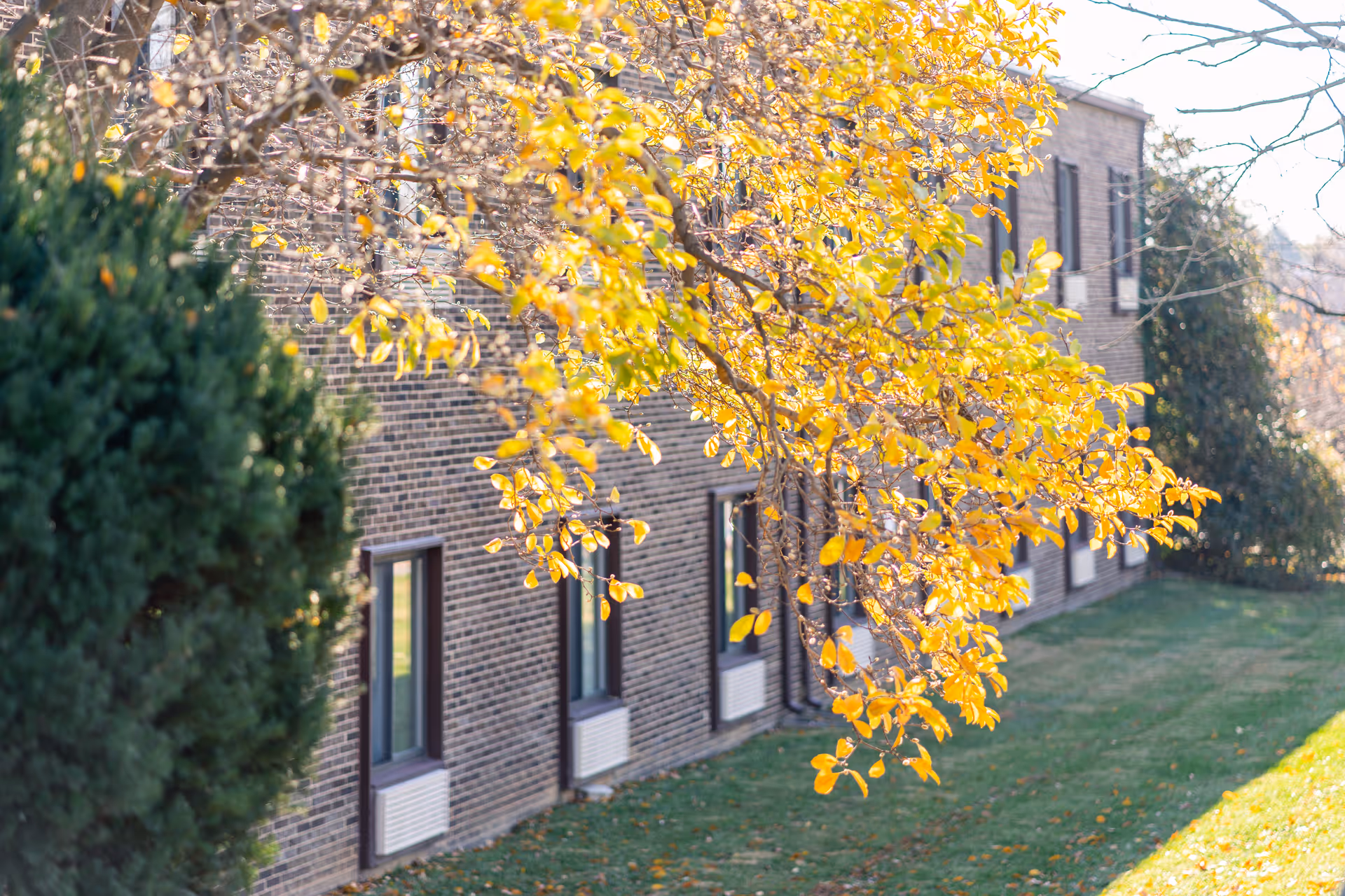 Brick exterior of a senior living building with yellow autumn tree branches in the foreground and windows along the side.