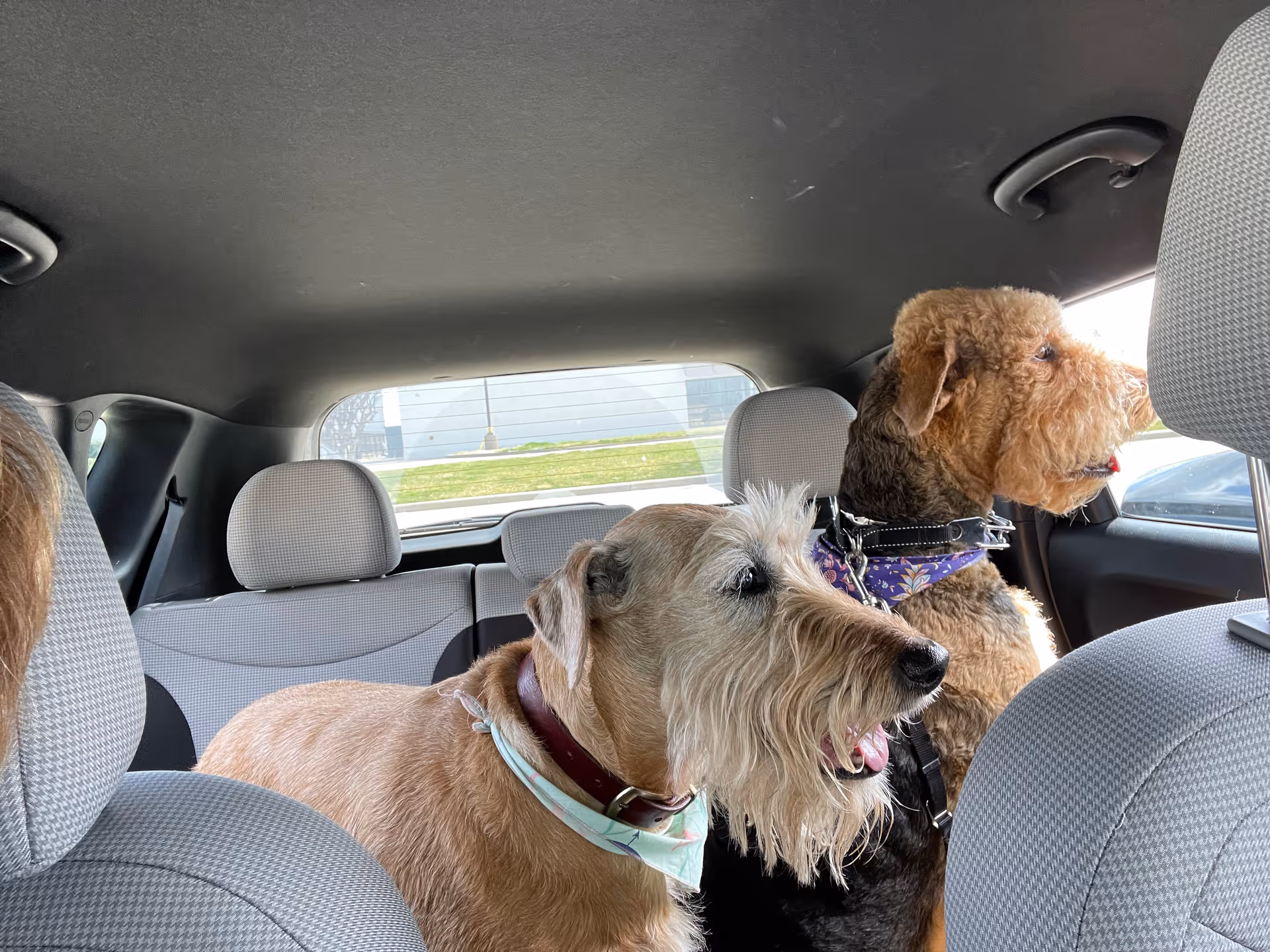 Two dogs ride in the car's back seat, looking out the window.