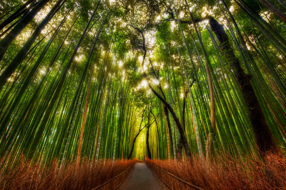 Tall bamboo forest with a narrow path running through the center.