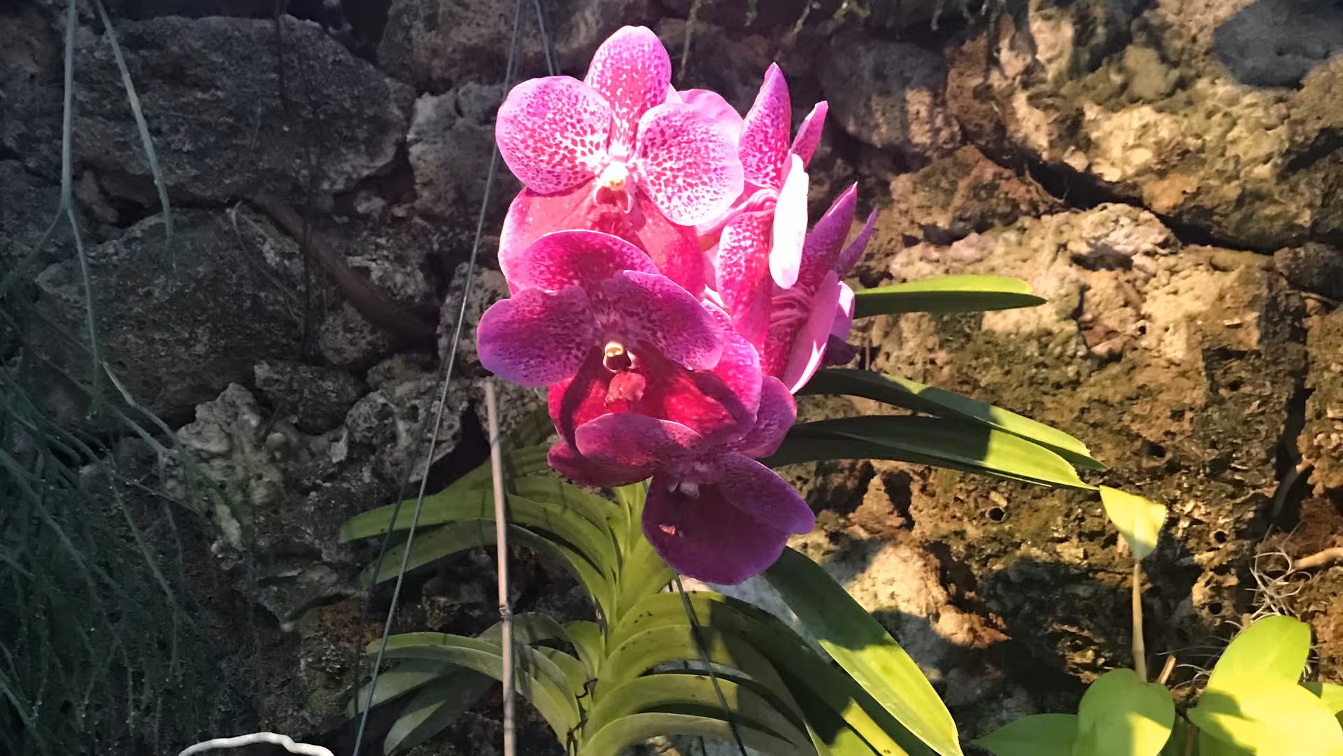 Close-up of a vibrant magenta orchid bloom with green leaves against a rocky background.