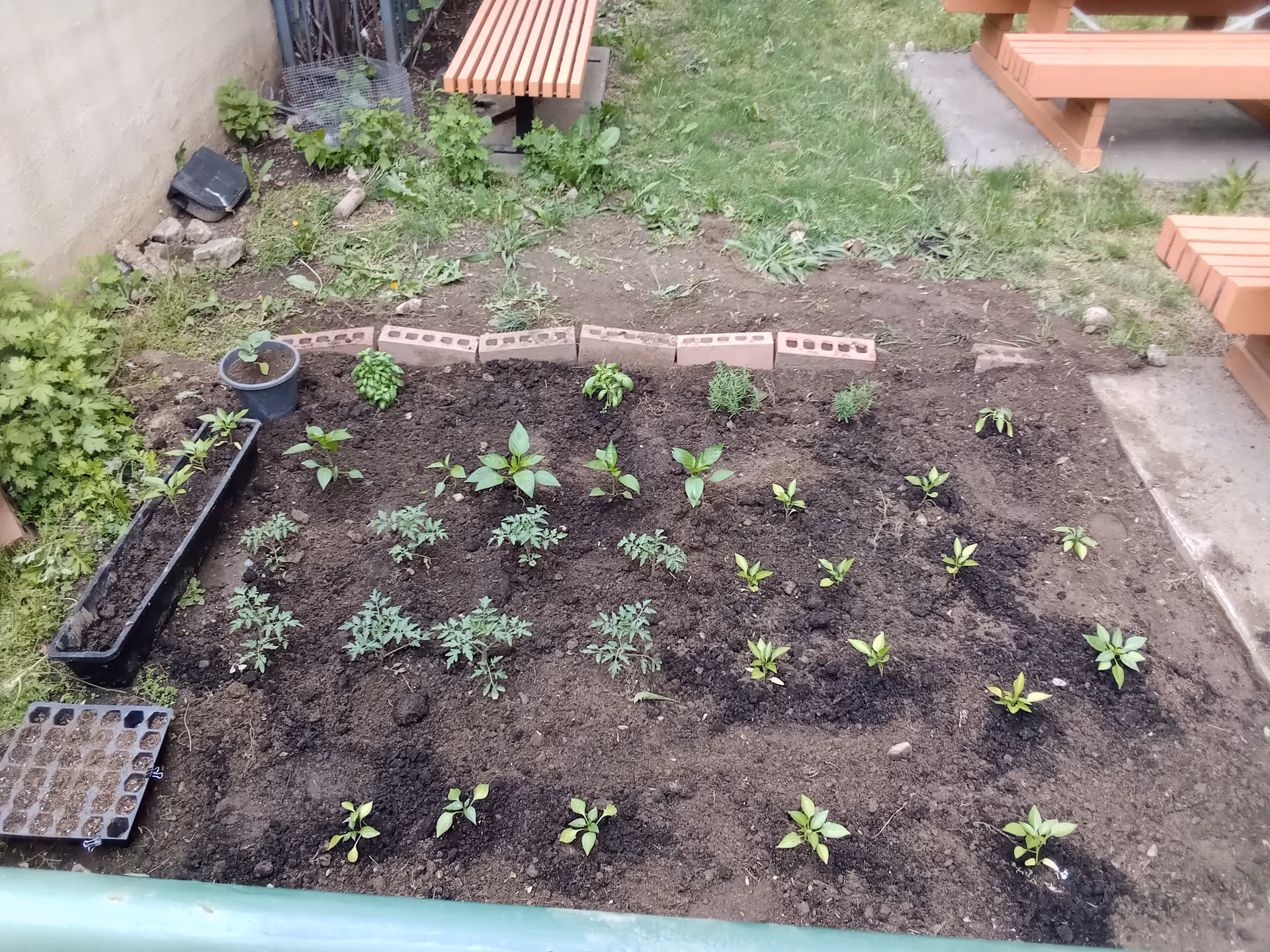 A garden plot with young plants and wooden benches.