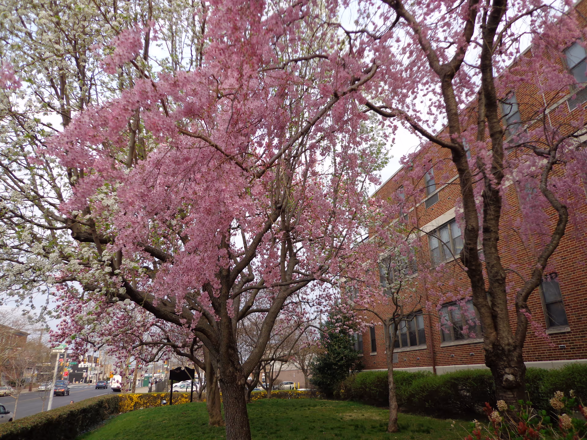 Outdoor scene with flowering trees beside Sacred Heart Free Home brick building.