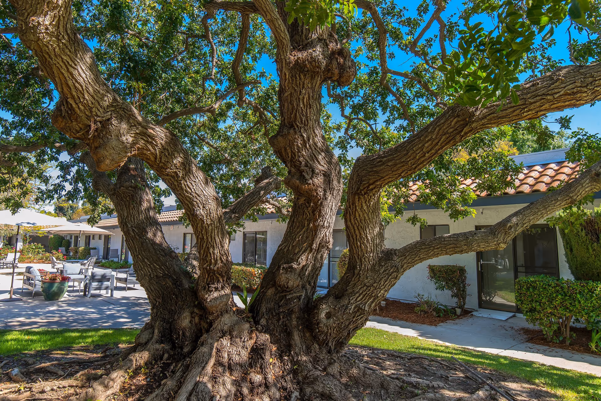 Large multi-trunk tree in a sunny courtyard with patio seating and a one-story building with a tile roof in the background.