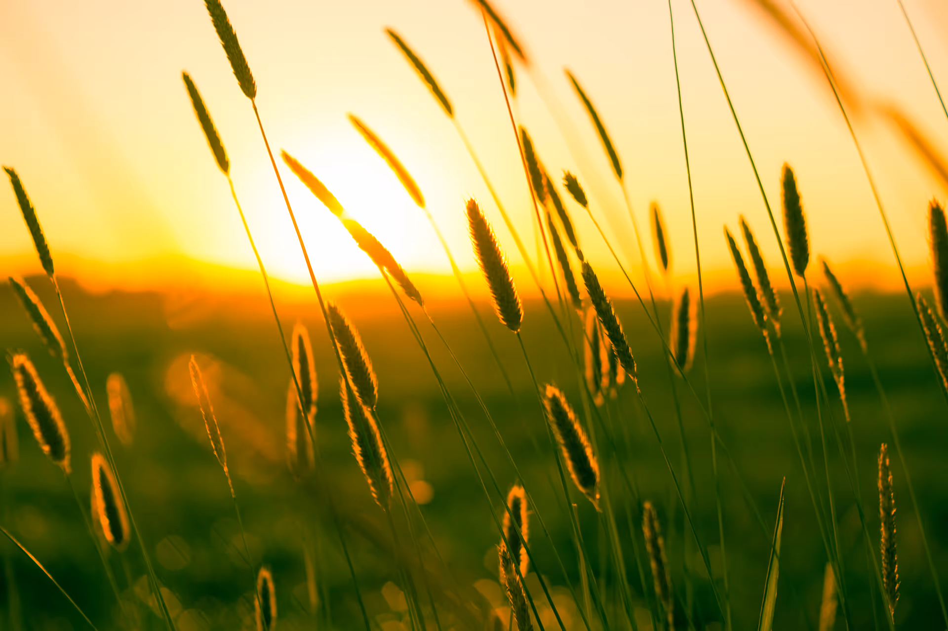 Close-up of tall grass stalks backlit by a warm, golden sunset in a natural outdoor setting.