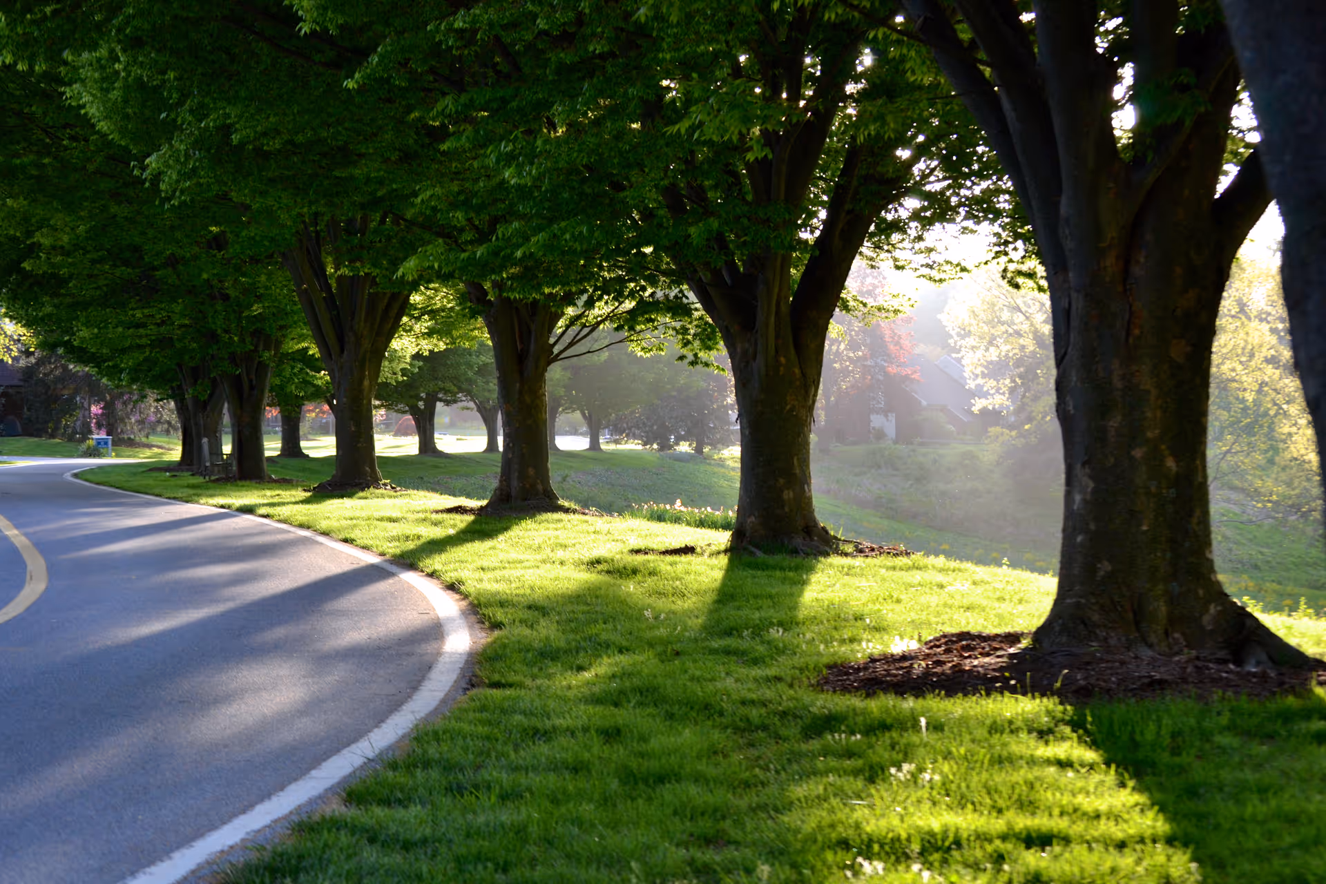 A curved paved road lined with large trees casting long shadows on the green grass beside it, with sunlight filtering through the leaves and a house partially visible in the background.