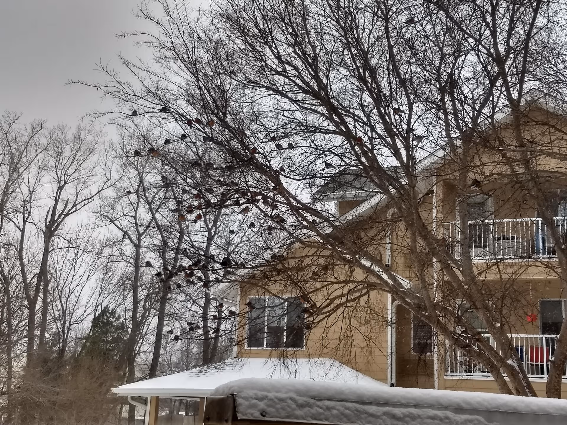 A beige senior living building with balconies framed by bare trees and snow.