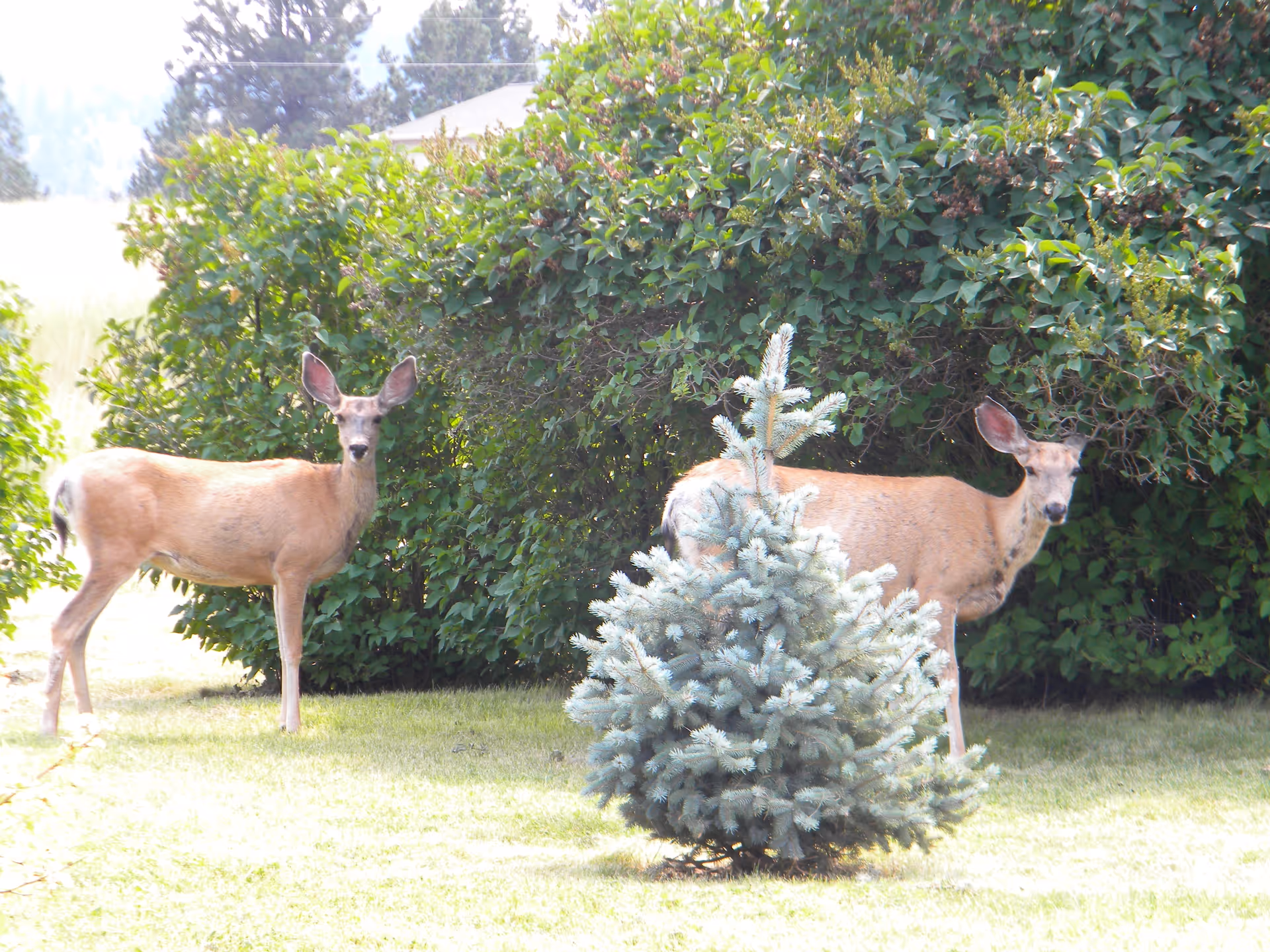 Two deer standing by a small evergreen tree in a grassy yard with dense shrubbery behind them.