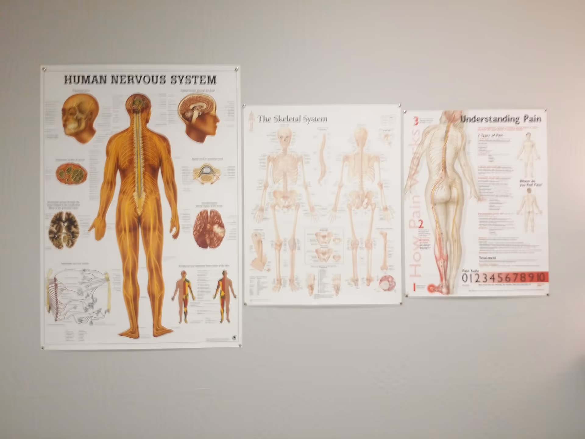 Wall-mounted anatomy posters showing nervous system and skeleton diagrams inside a facility.