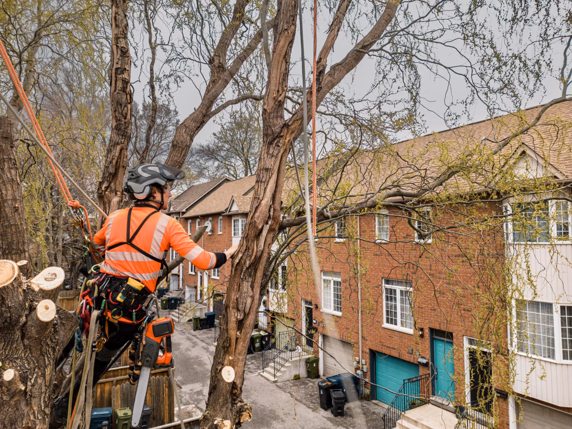 Arborist in orange safety gear works on a tree beside brick row houses.