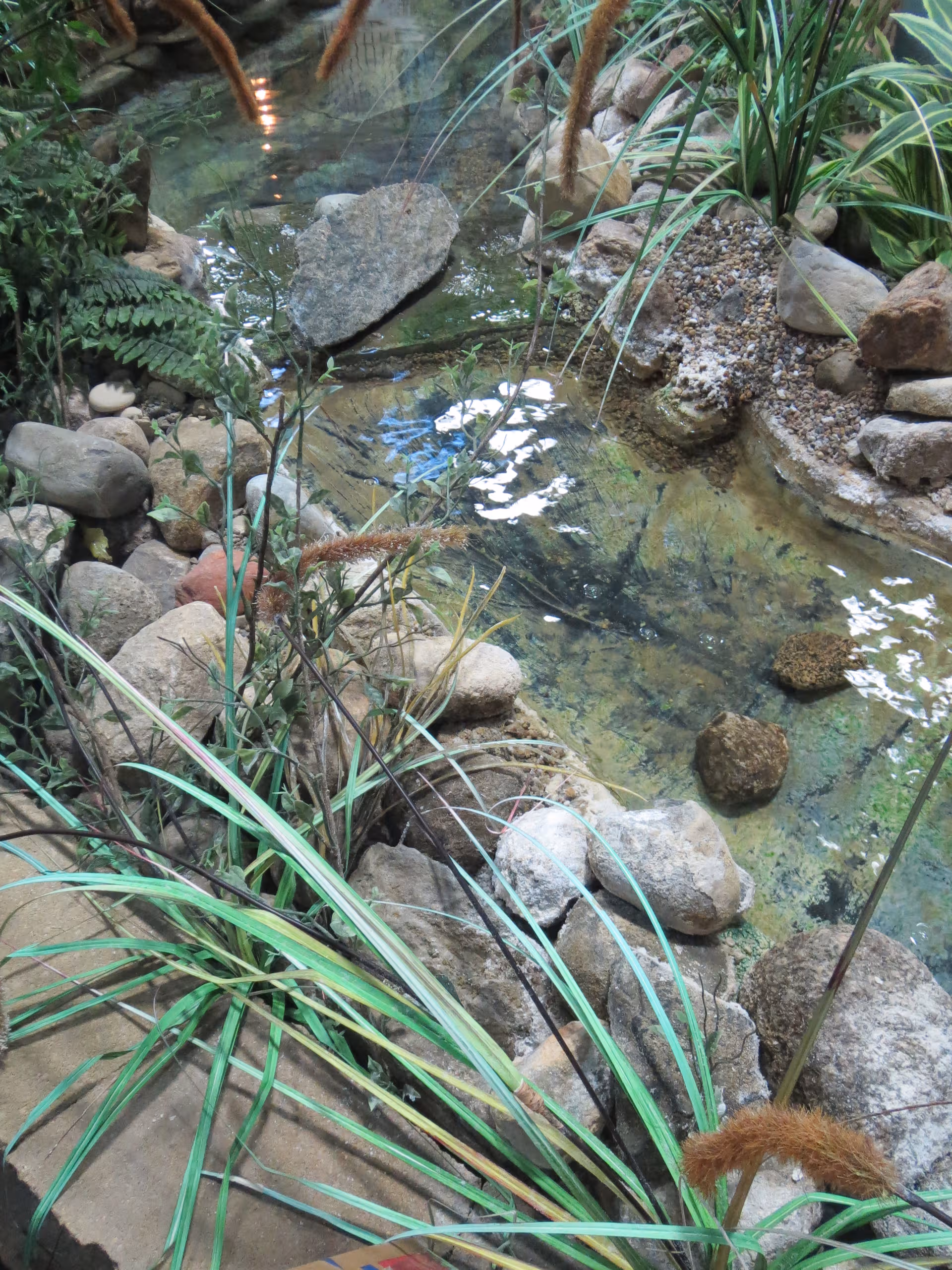 Lush rock garden with a small pond and tropical plants.