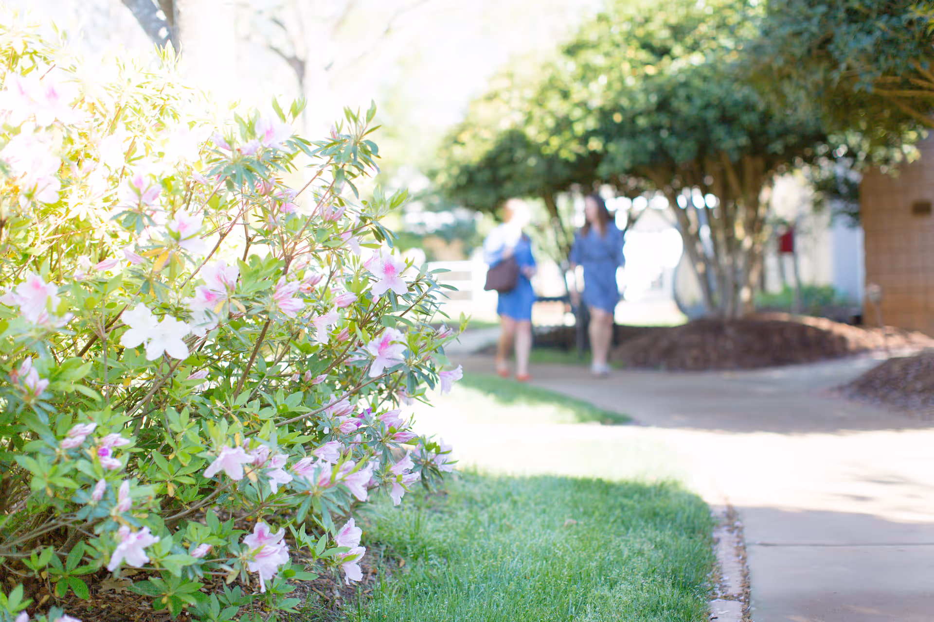 Foreground pink flowering bush beside a sidewalk, with two blurred people walking outside.