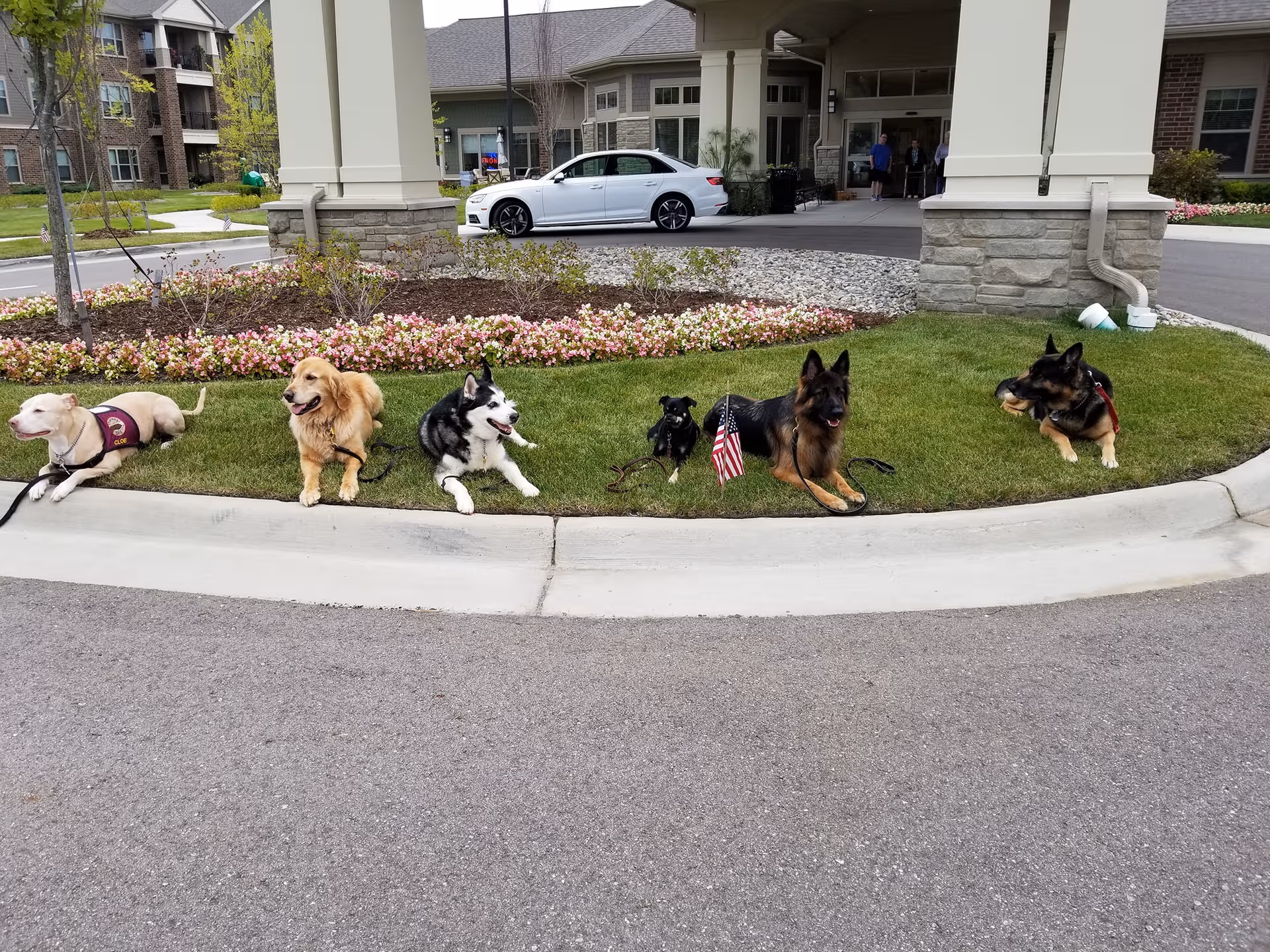Six dogs rest on a grassy median in front of Cedarbrook of Northville.