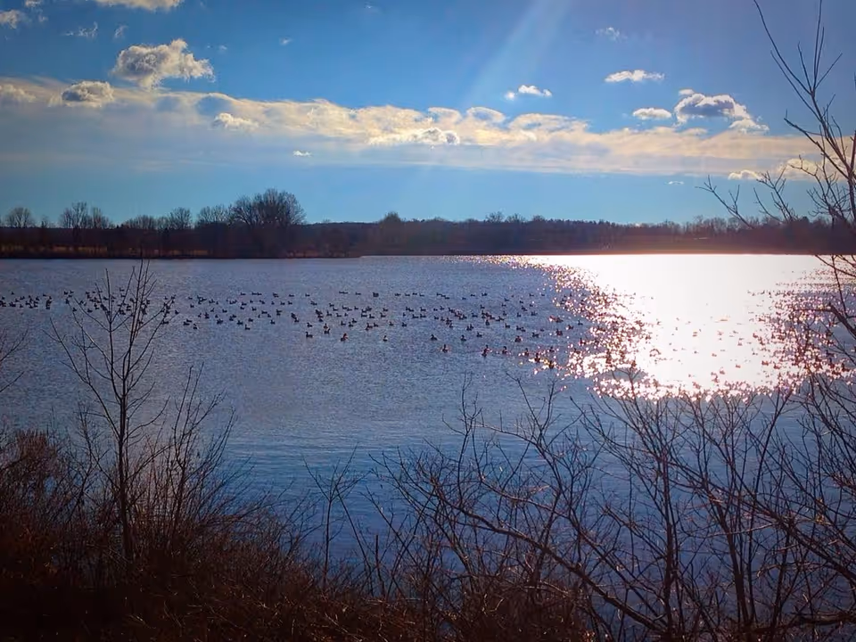 Calm lake scene with birds on the water and barren trees under a blue sky.
