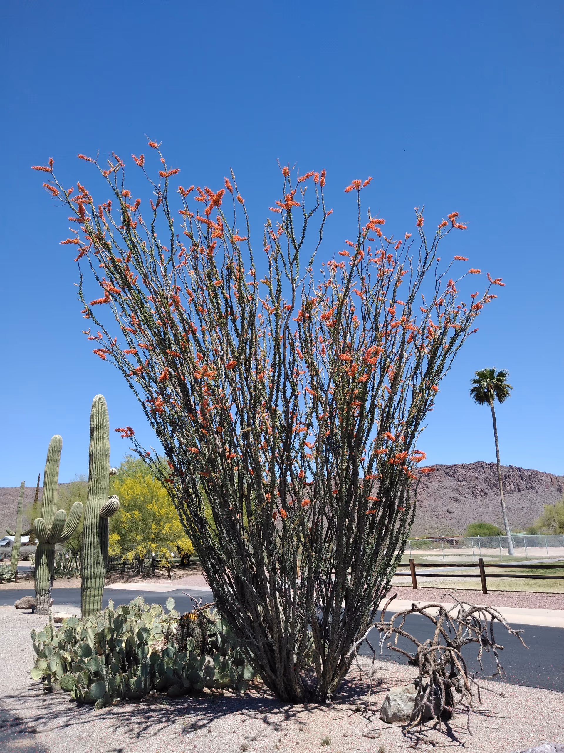 Desert landscape with a tall flowering cactus, surrounding cacti and shrubs under a blue sky.