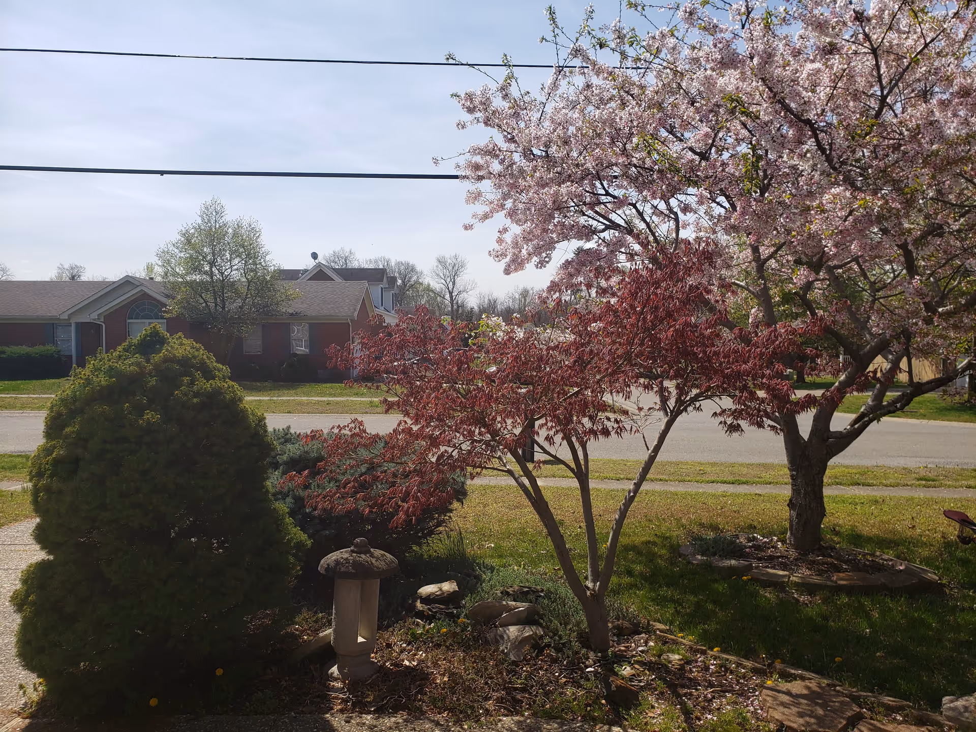 Residential front yard with flowering trees, shrubs, and a lamppost along a quiet street.