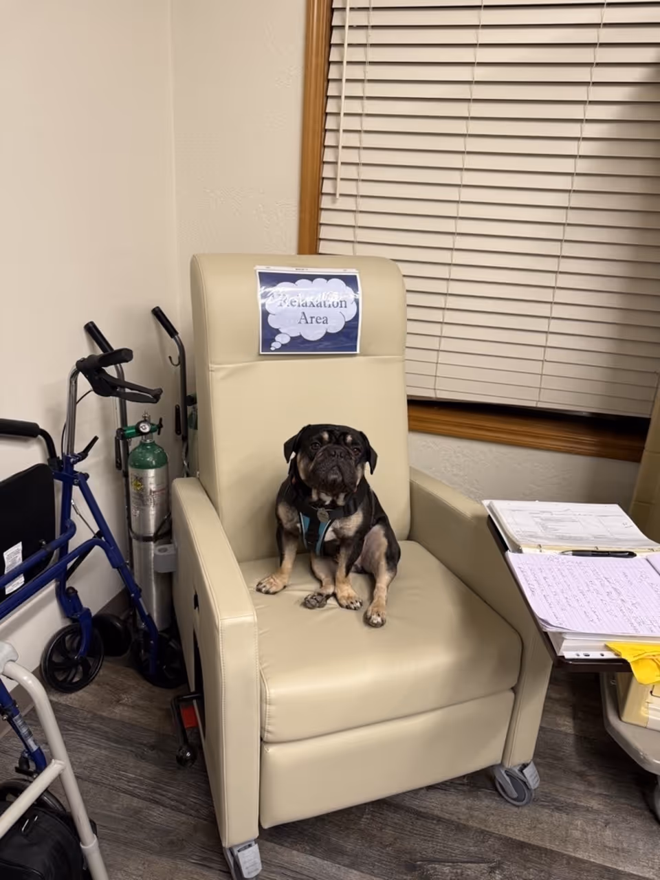 Dog sits on beige chair labeled Relaxation Area in a room with medical equipment.