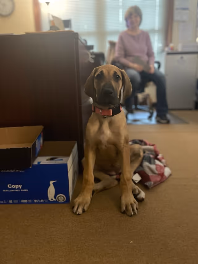 Brown dog sits on carpet in an office-like lobby with a woman in background.