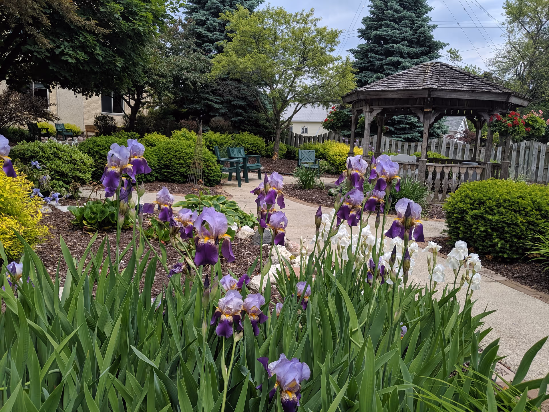 A well kept garden with a stone path, iris flowers, and a wooden gazebo.