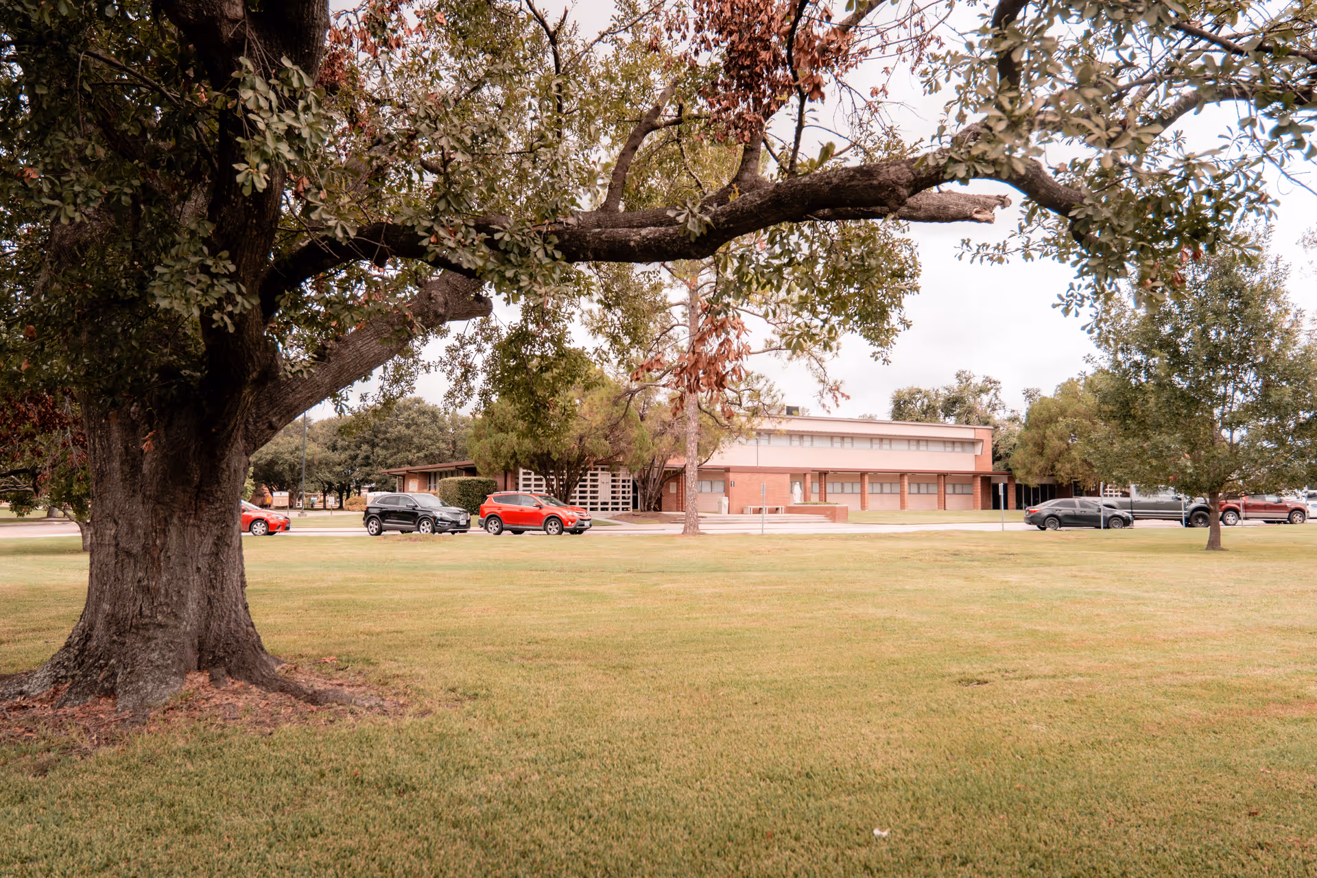 A large tree and wide lawn in front of a low brick building with several parked cars under an overcast sky.