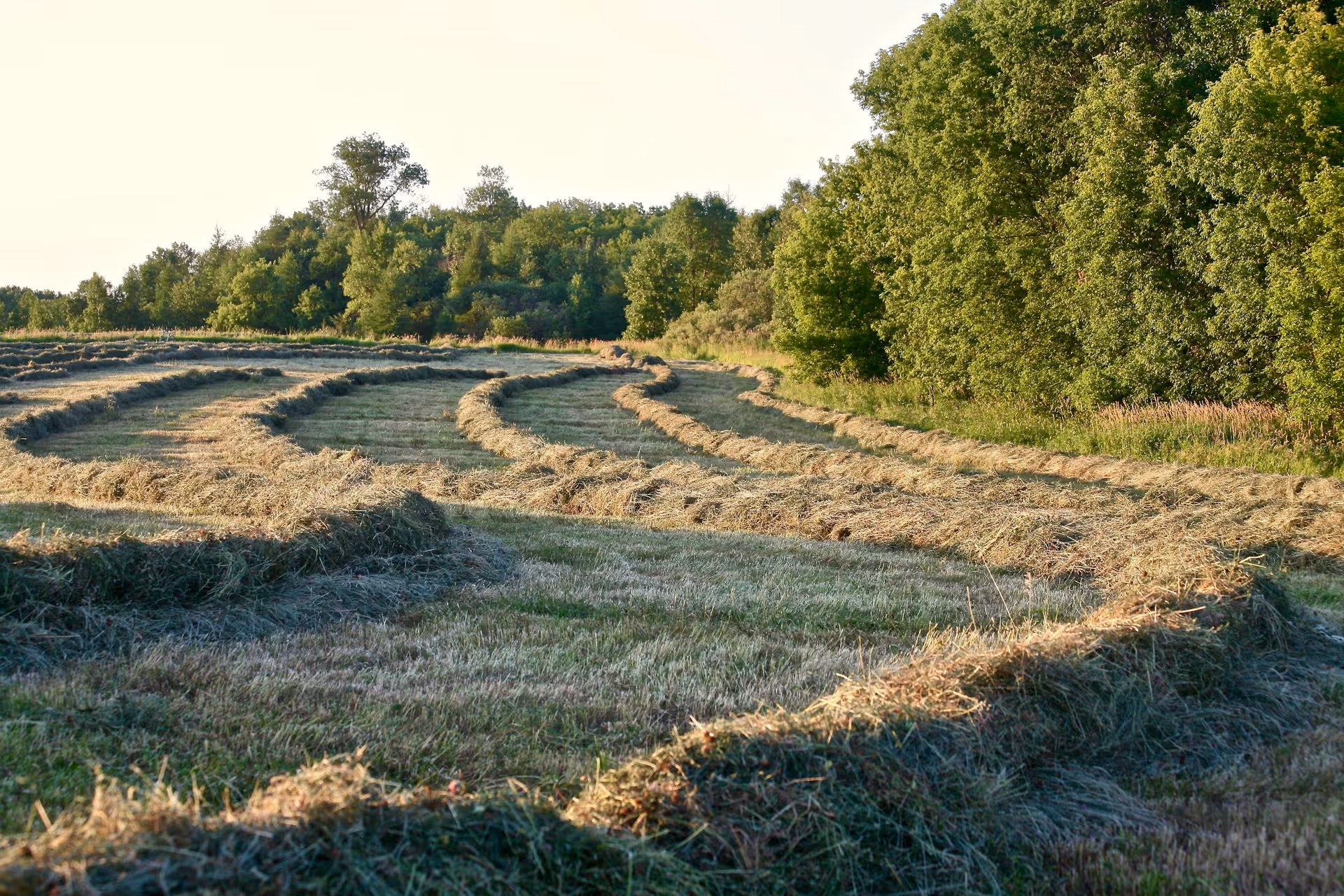 Open field with neatly arranged rows of harvested hay and distant trees.