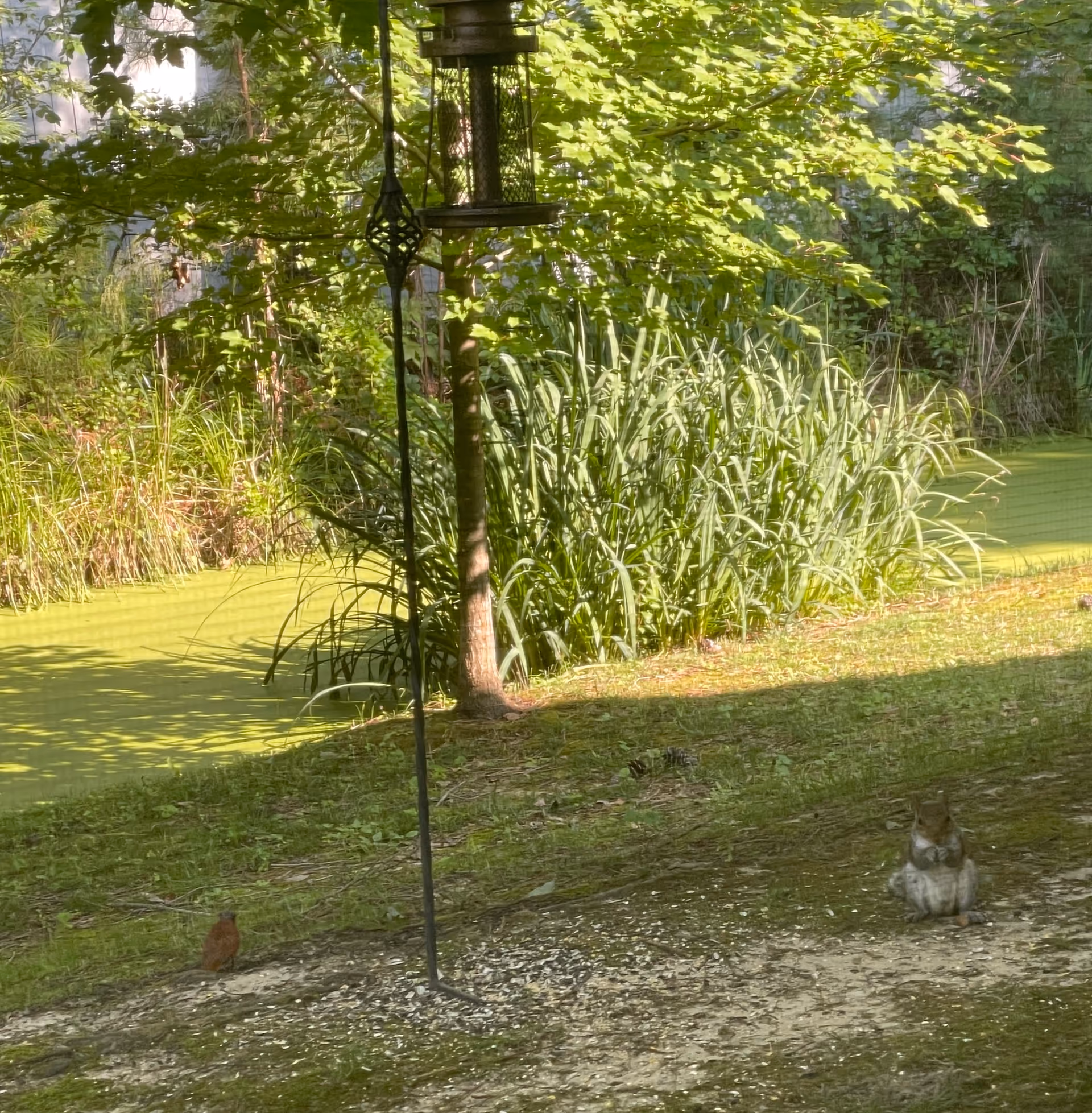 A garden yard with a bird feeder, tall grasses, trees, and a cat nearby.