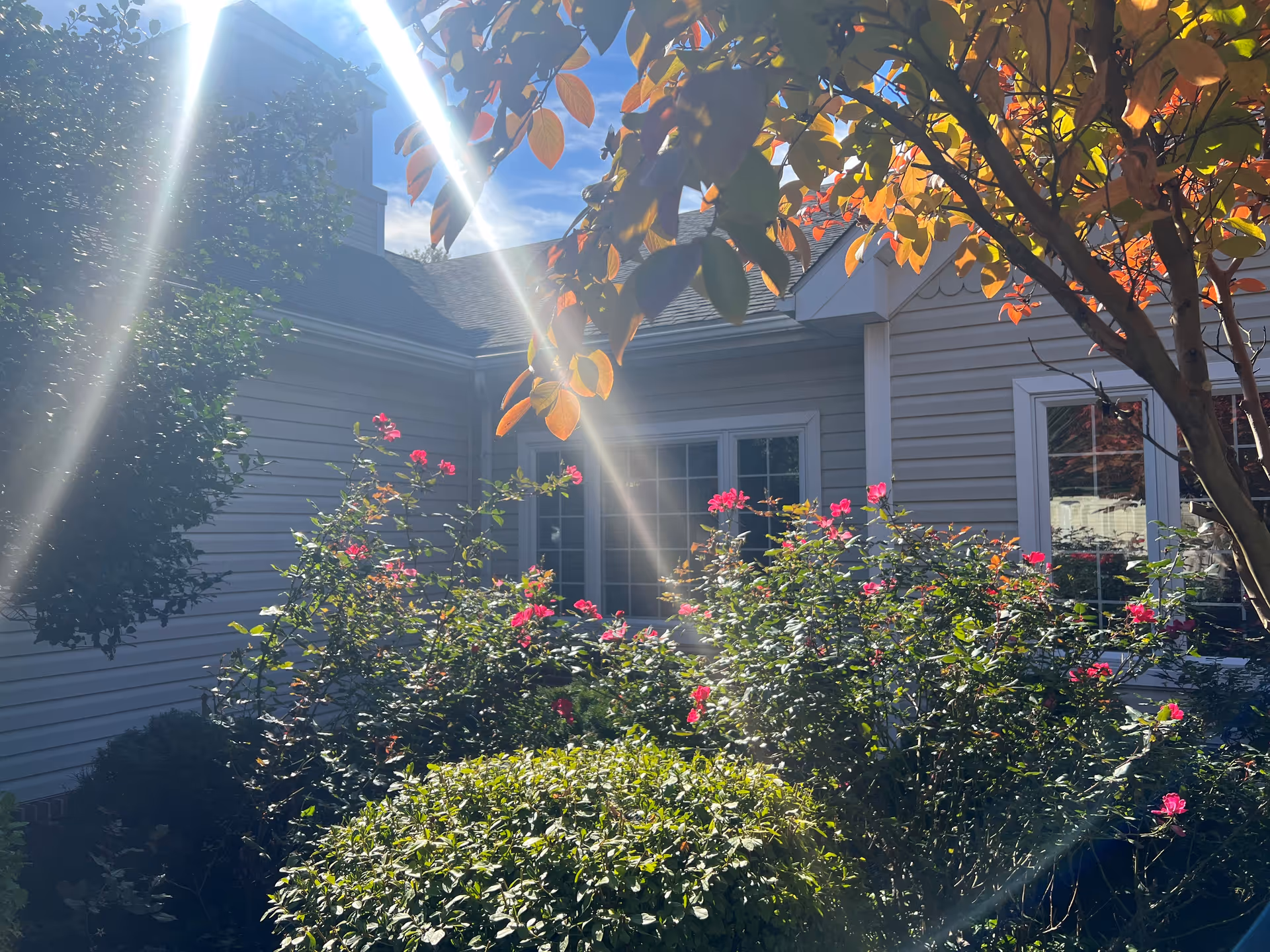 Sunlit exterior of a light-colored building with windows, flowering rose bushes, and autumn foliage in the foreground.