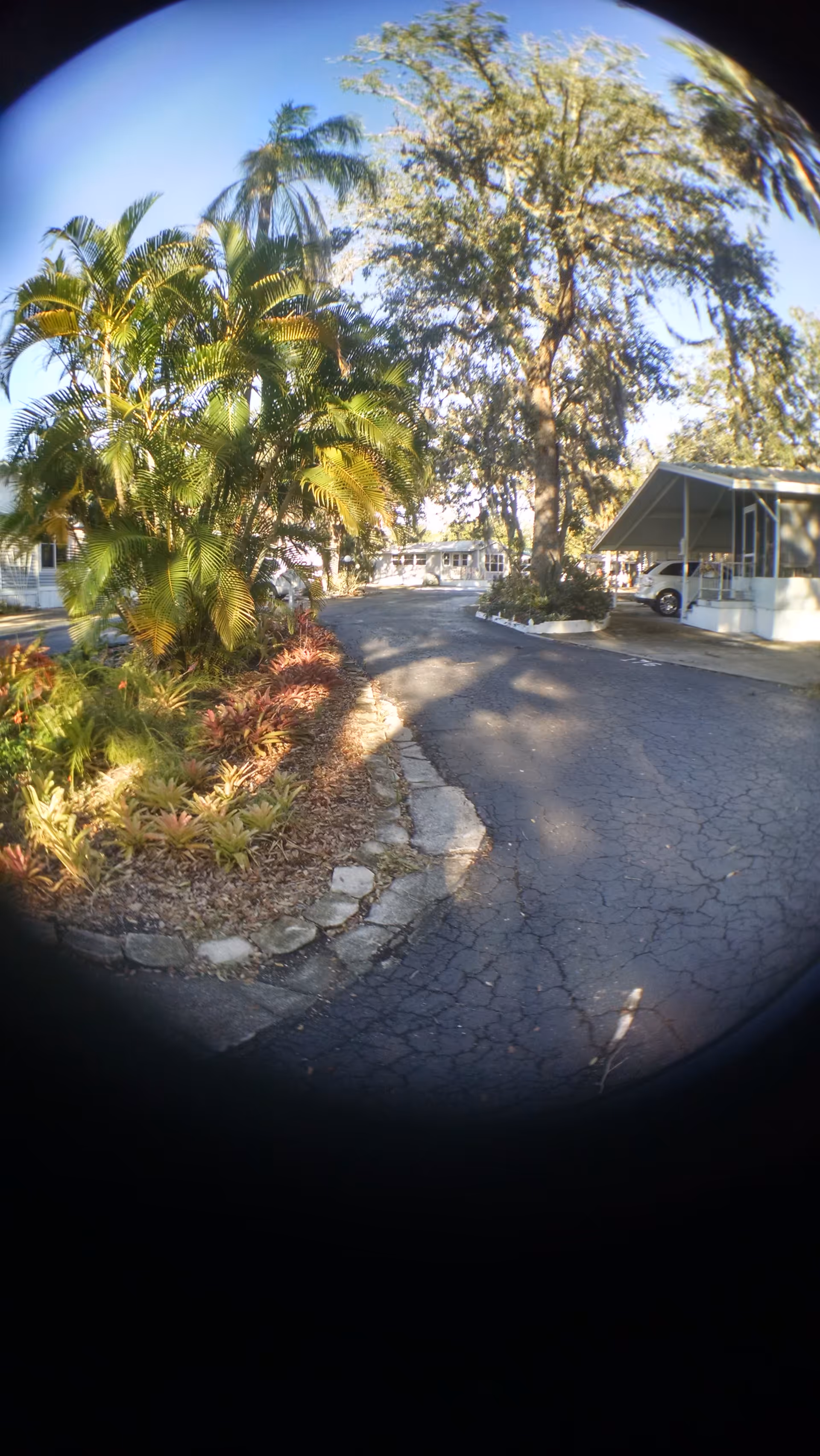 Curving driveway lined with palm trees leads to a covered entrance of an elder care campus.