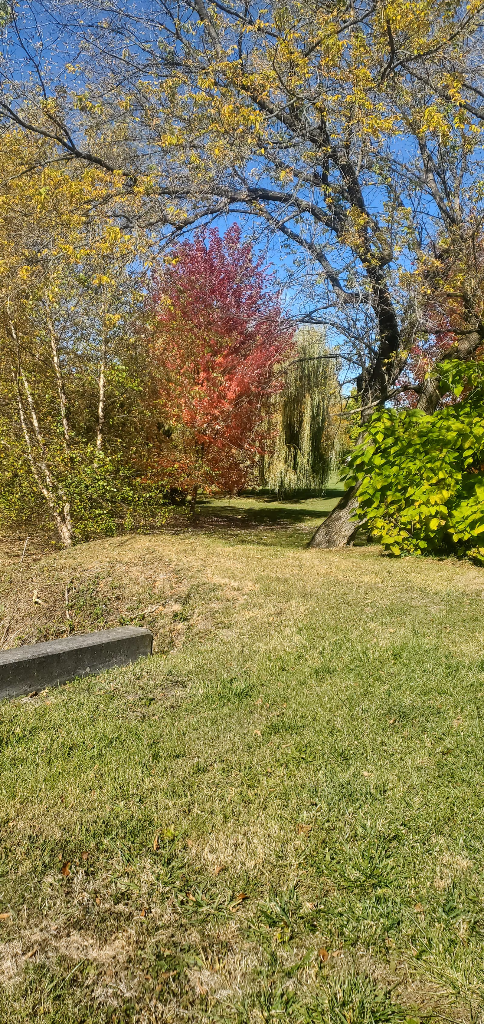 A sunny outdoor yard with green grass and colorful autumn trees.