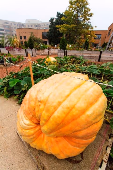 A very large orange pumpkin sits on a wooden pallet in an outdoor garden area with green leafy plants around it. In the background, there are raised garden beds, trees, and a multi-story building under a cloudy sky.