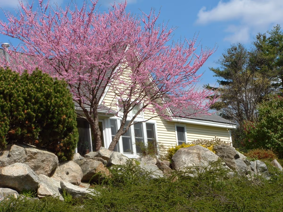 Yellow-sided house with a blooming pink tree and large rocks in the landscaped front yard.