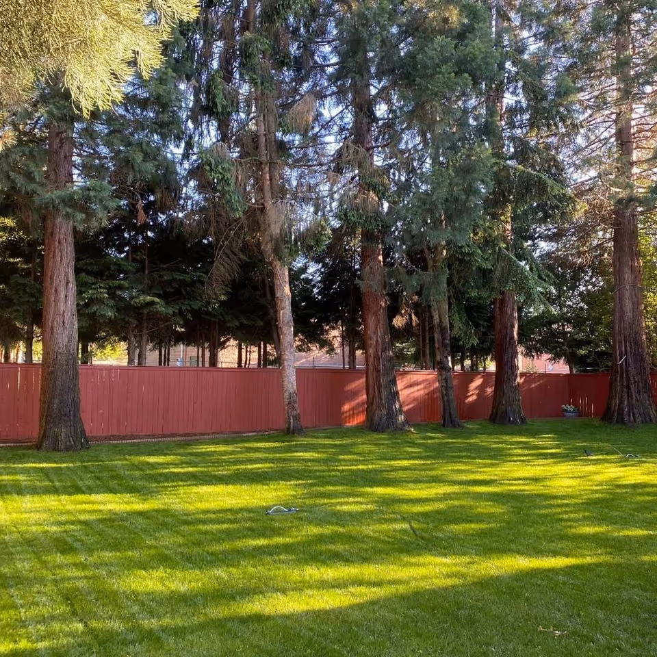 Sunlit grassy yard with tall trees and a red wooden fence.