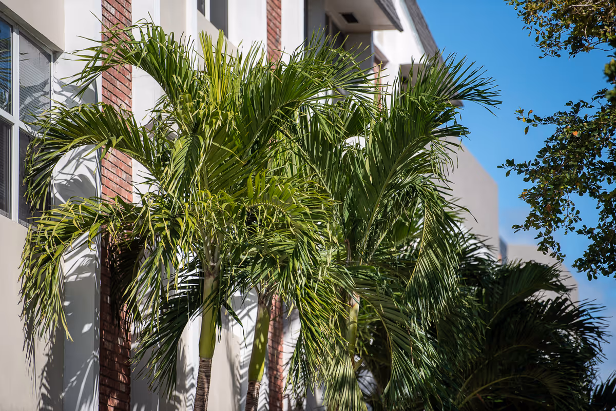 Exterior view of The Savoy at Fort Lauderdale with palm trees.