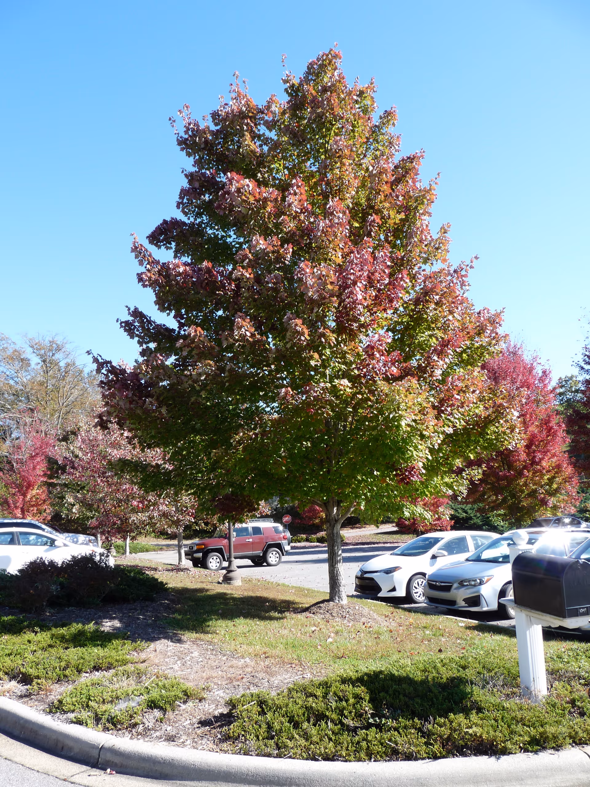 Parking lot with colorful autumn trees under a clear blue sky.