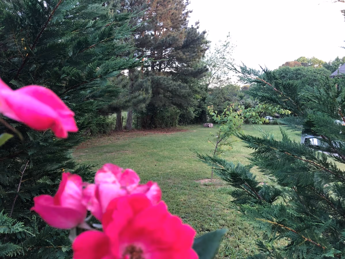 A peaceful outdoor garden area with green grass, various trees, and bright pink flowers in the foreground.