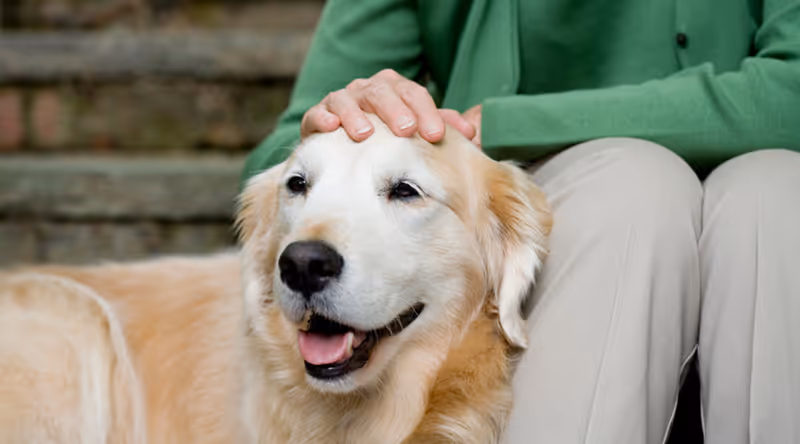 A person pets a golden retriever on stone steps outdoors.