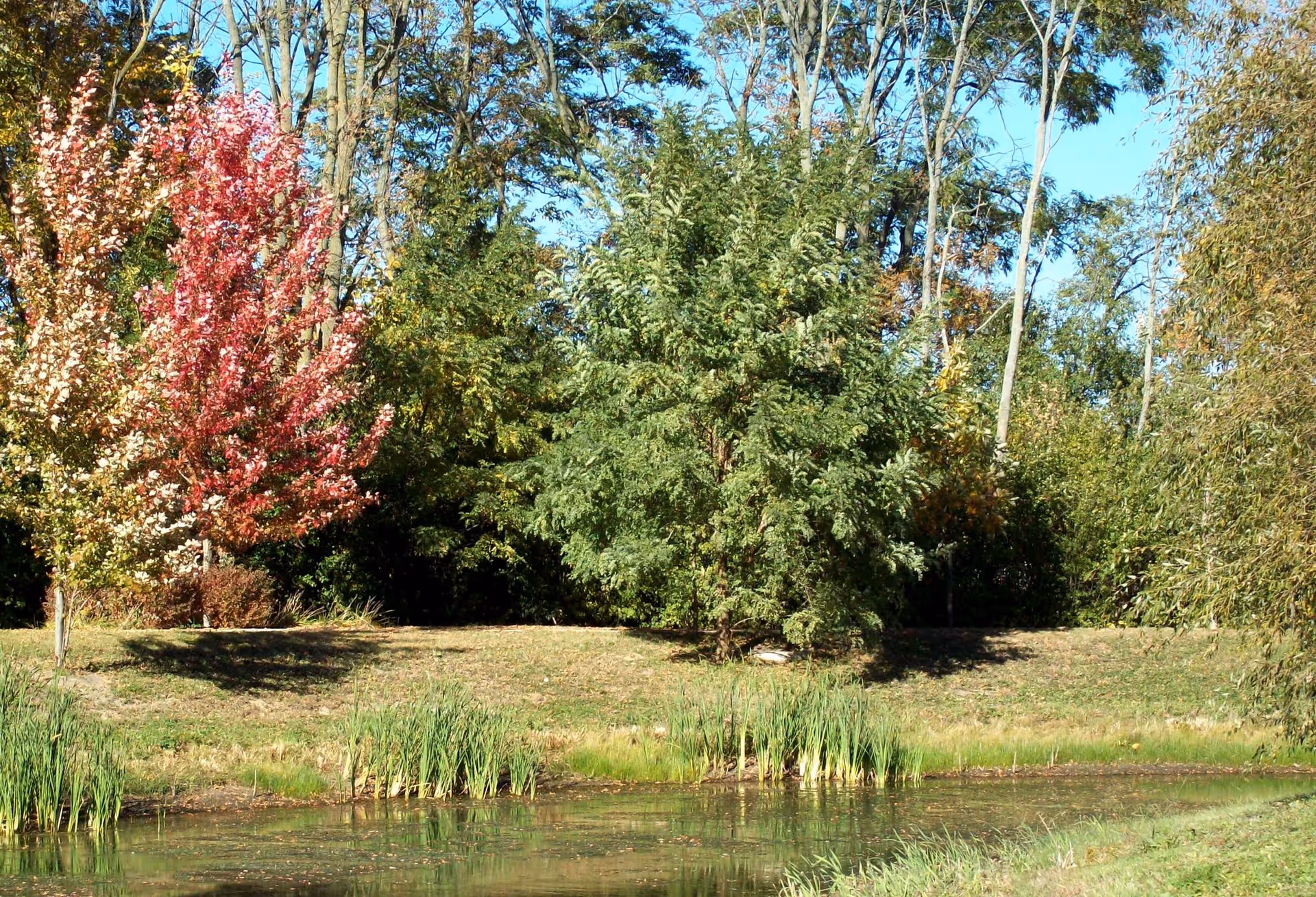 A serene outdoor scene featuring a small pond with green reeds along its edge, surrounded by various trees including one with red and white autumn leaves and others with green foliage under a clear blue sky.