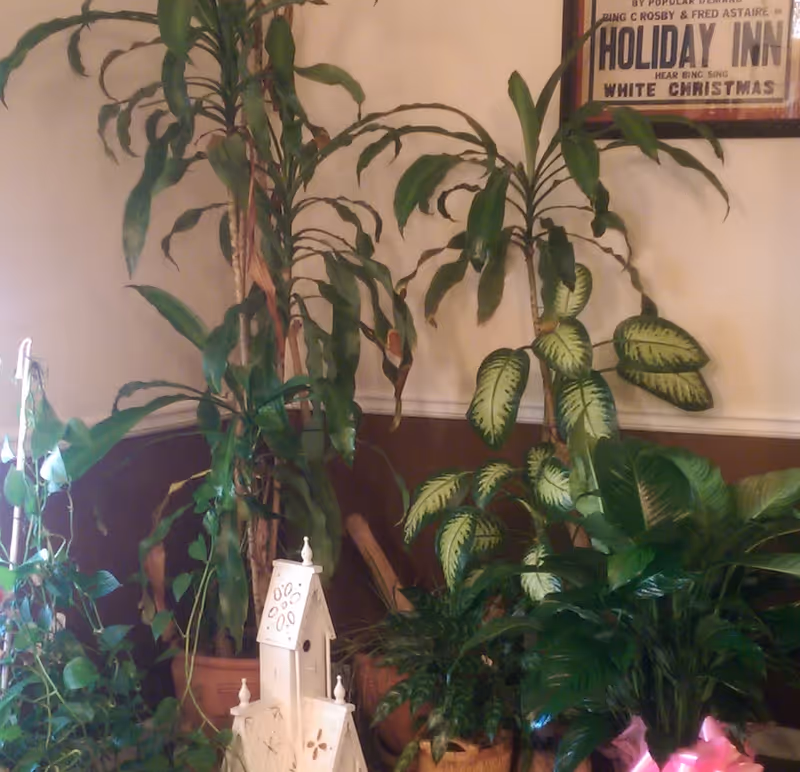 Indoor corner with tall houseplants and a white decorative birdhouse statue.