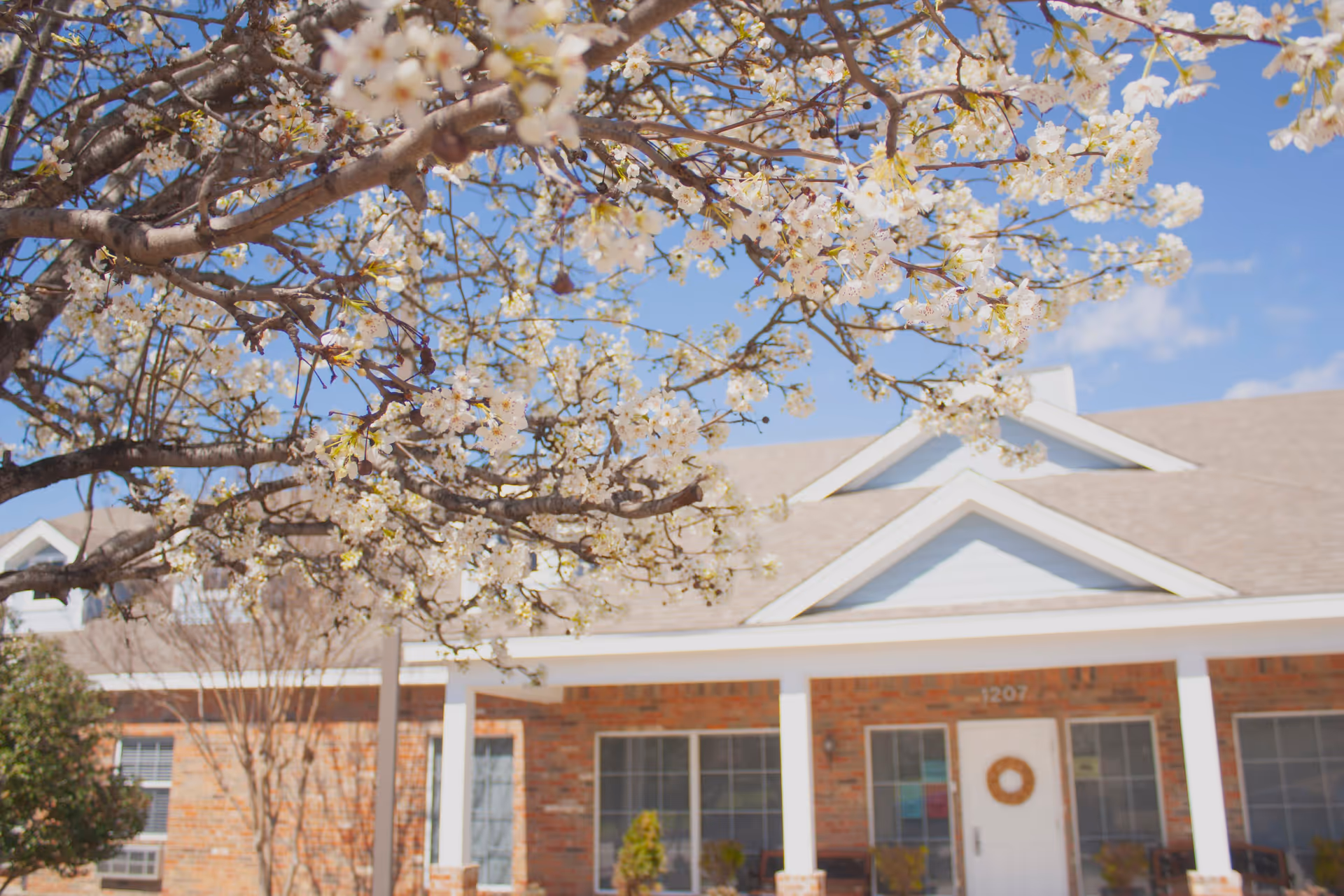 Close-up of a tree with white blossoms in front of a brick building with a white door and windows under a clear blue sky.