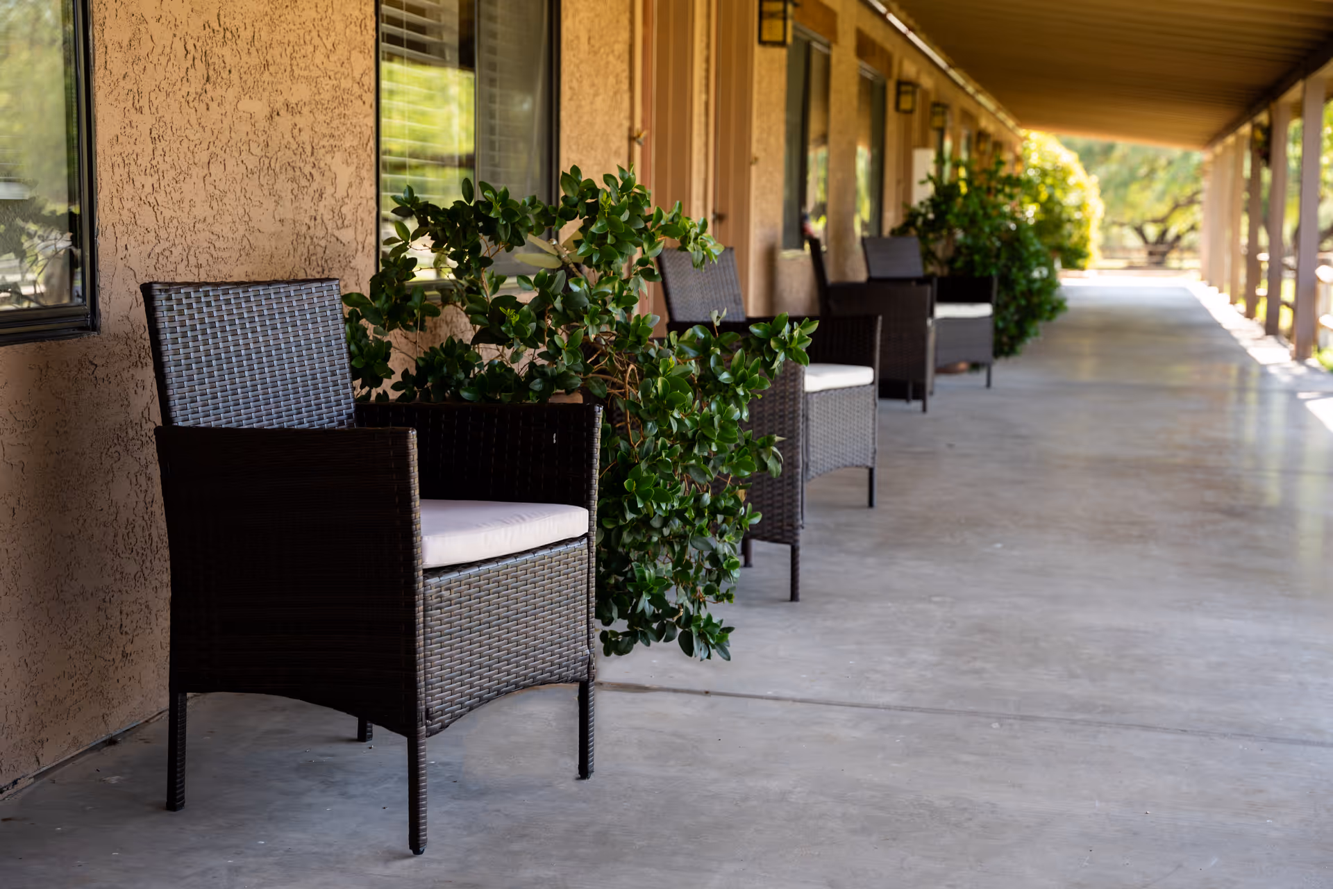 A covered outdoor walkway at Rustic Ranch Senior Living with several dark wicker chairs with white cushions placed along the wall. Green leafy plants are positioned between the chairs, and windows line the wall. The walkway extends into the distance with sunlight filtering through the trees.