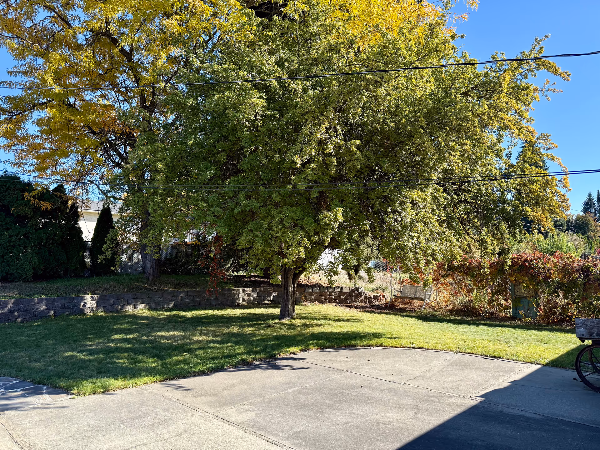 A shaded yard with a large tree, grass, and concrete walkway in front of a building.