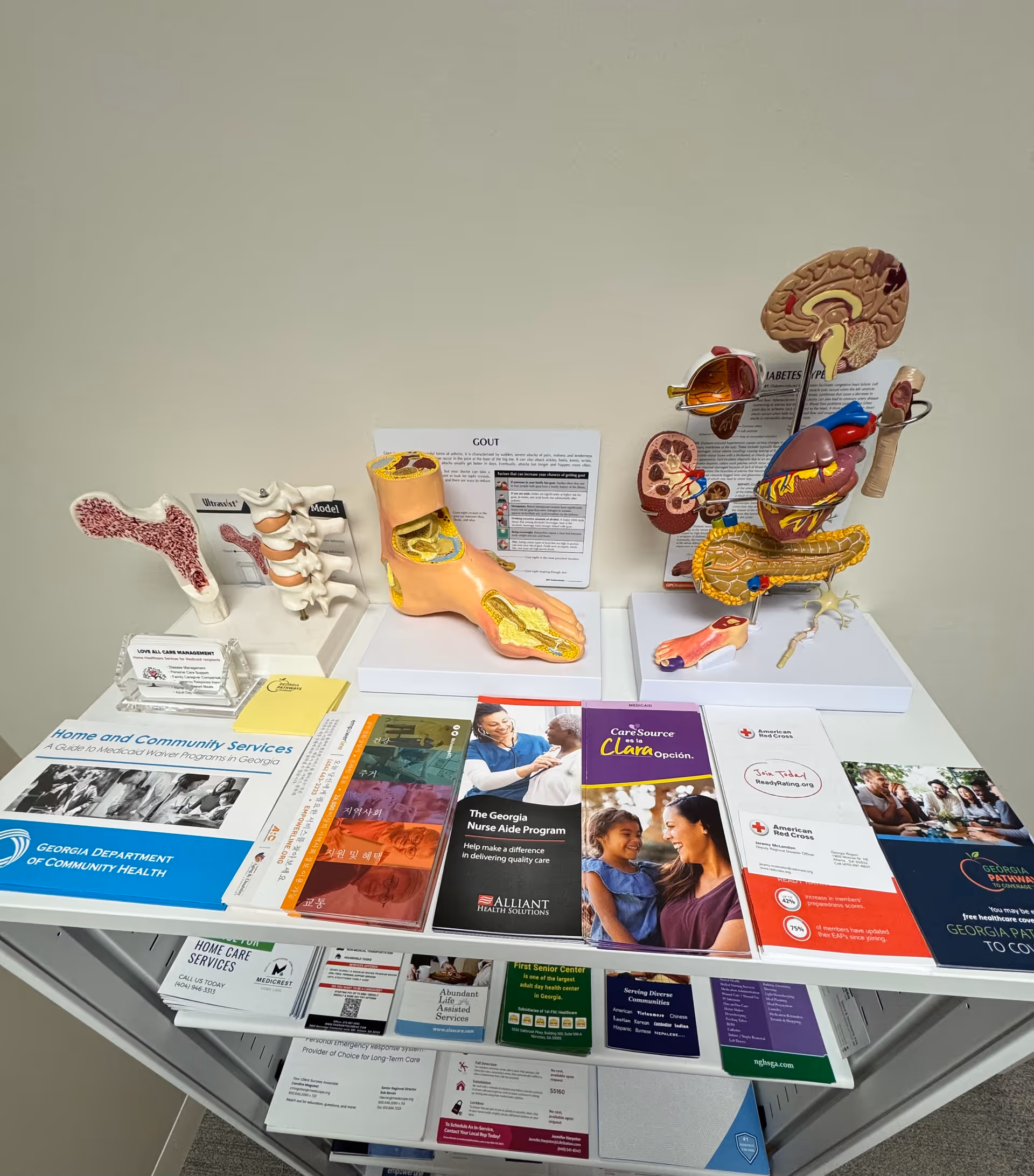 Anatomical models and health brochures displayed on a white table inside a facility.
