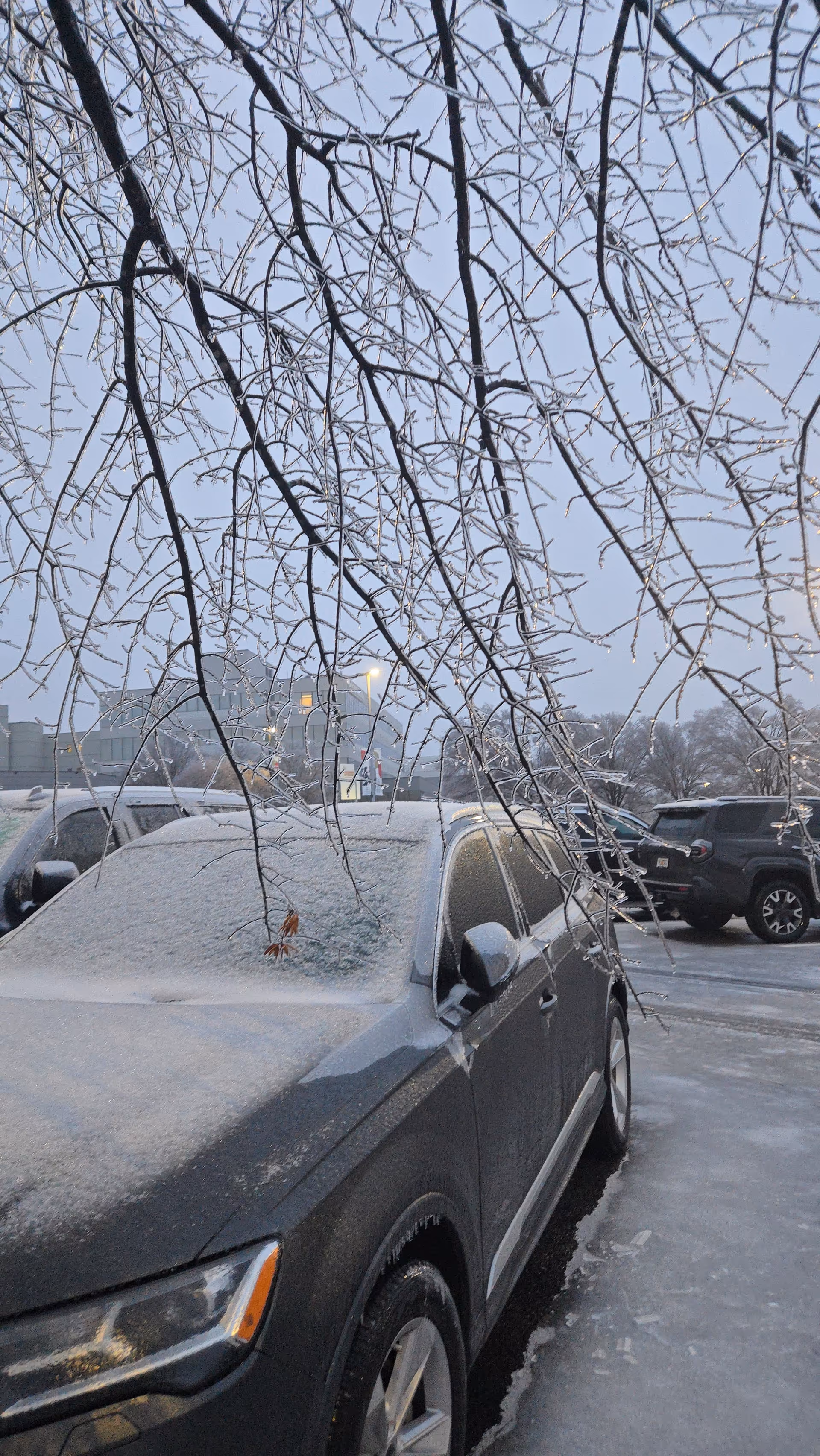 Snow-covered car in a parking lot with frosty tree branches overhead